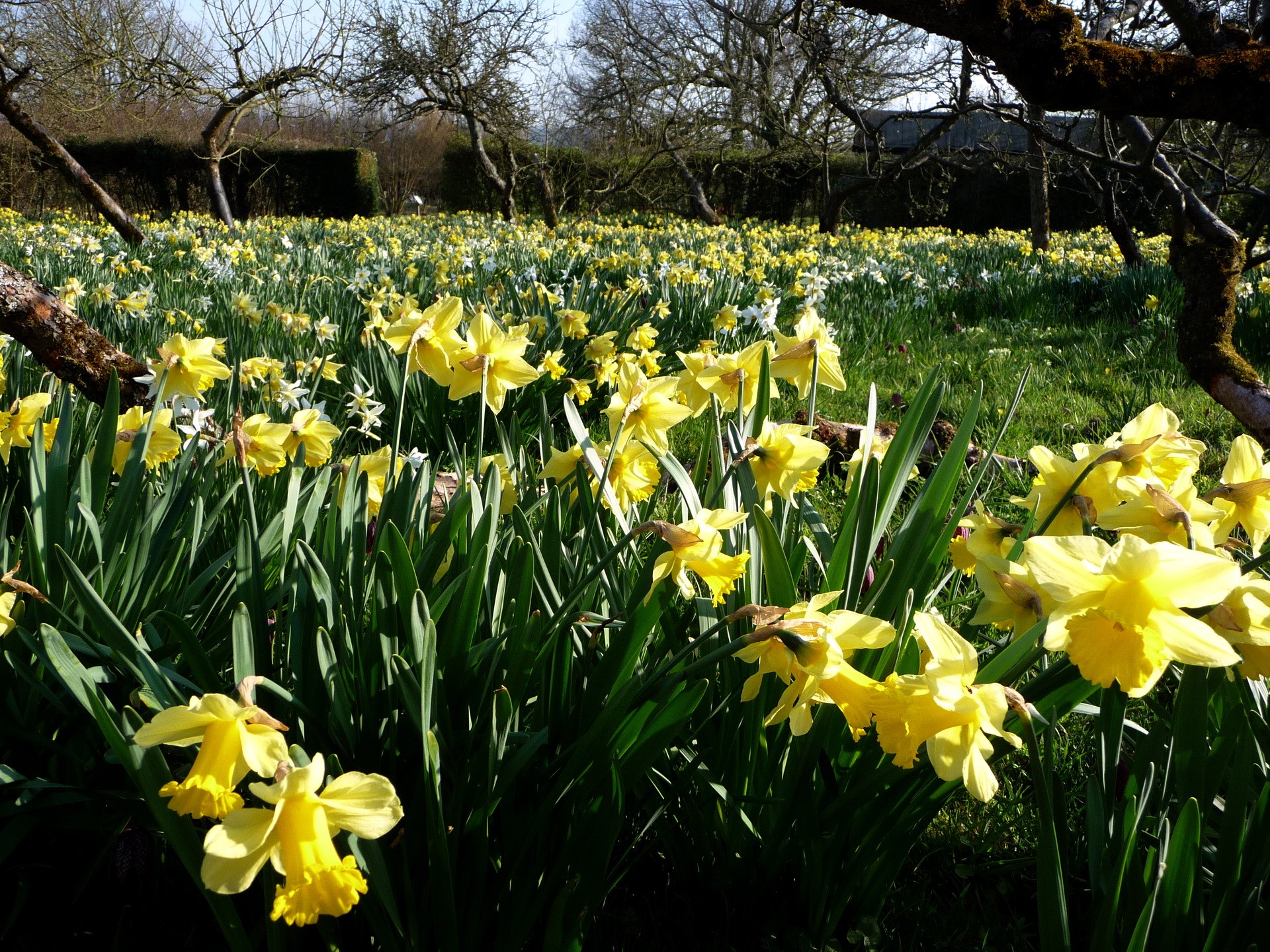 Field of yellow daffodils in a garden HD Wallpaper