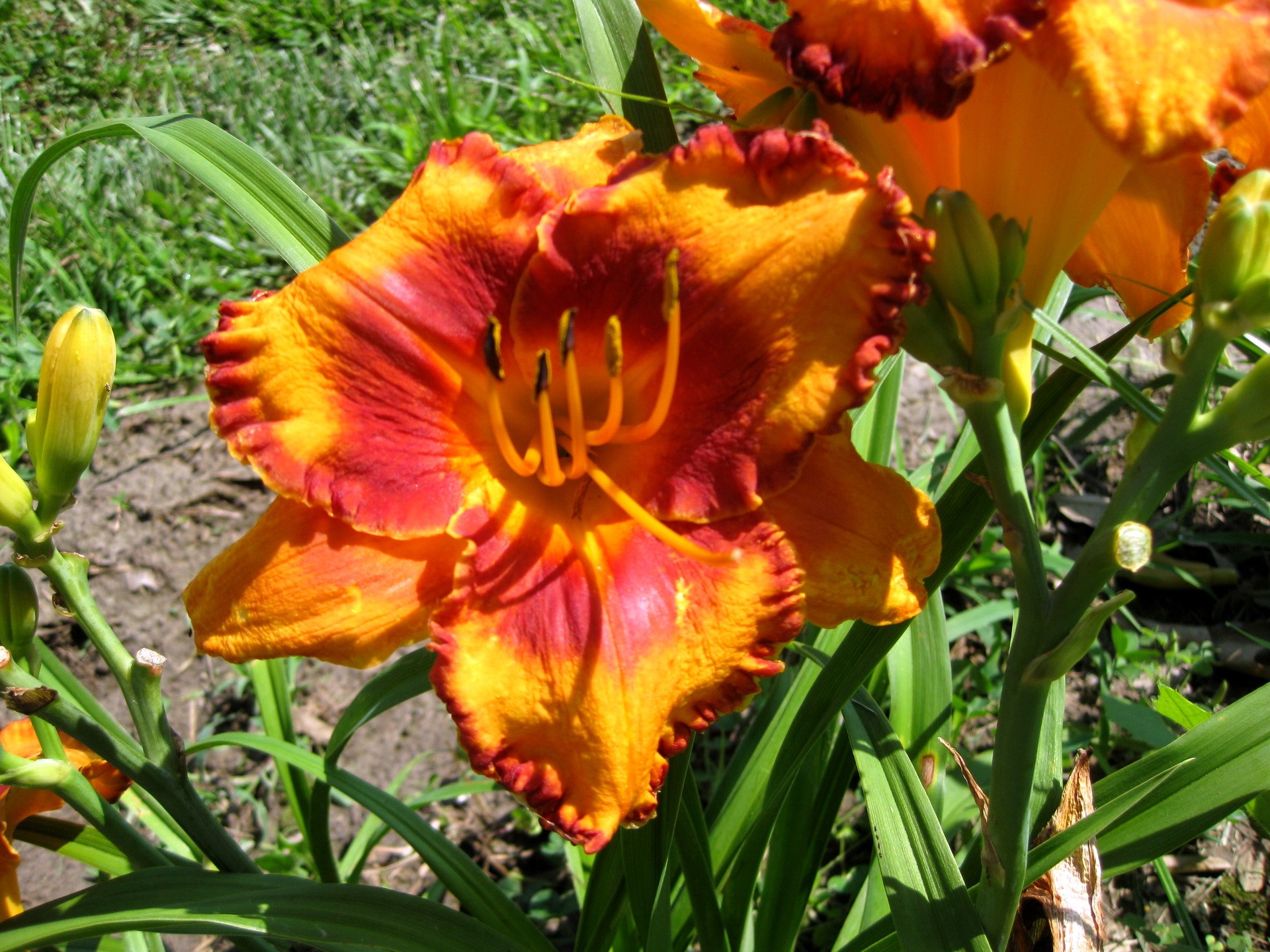 Orange and red daylily flower with buds HD Wallpaper
