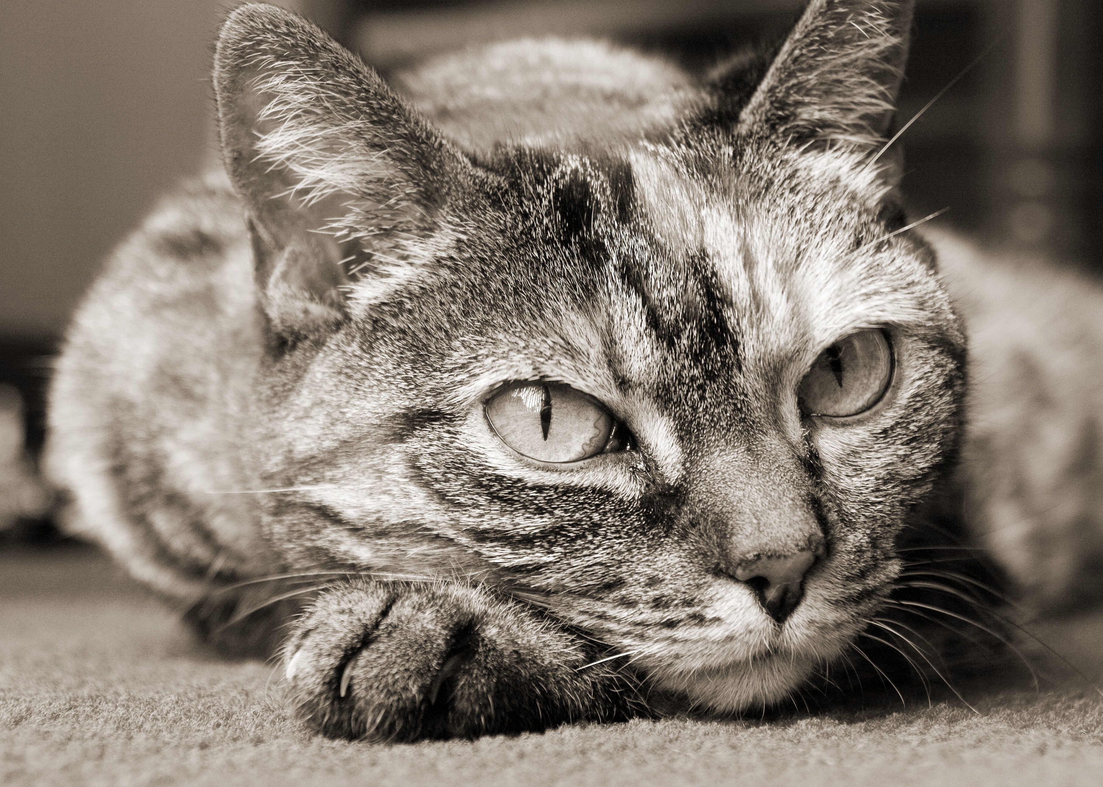 Close-up of a tabby cat lying down HD Wallpaper