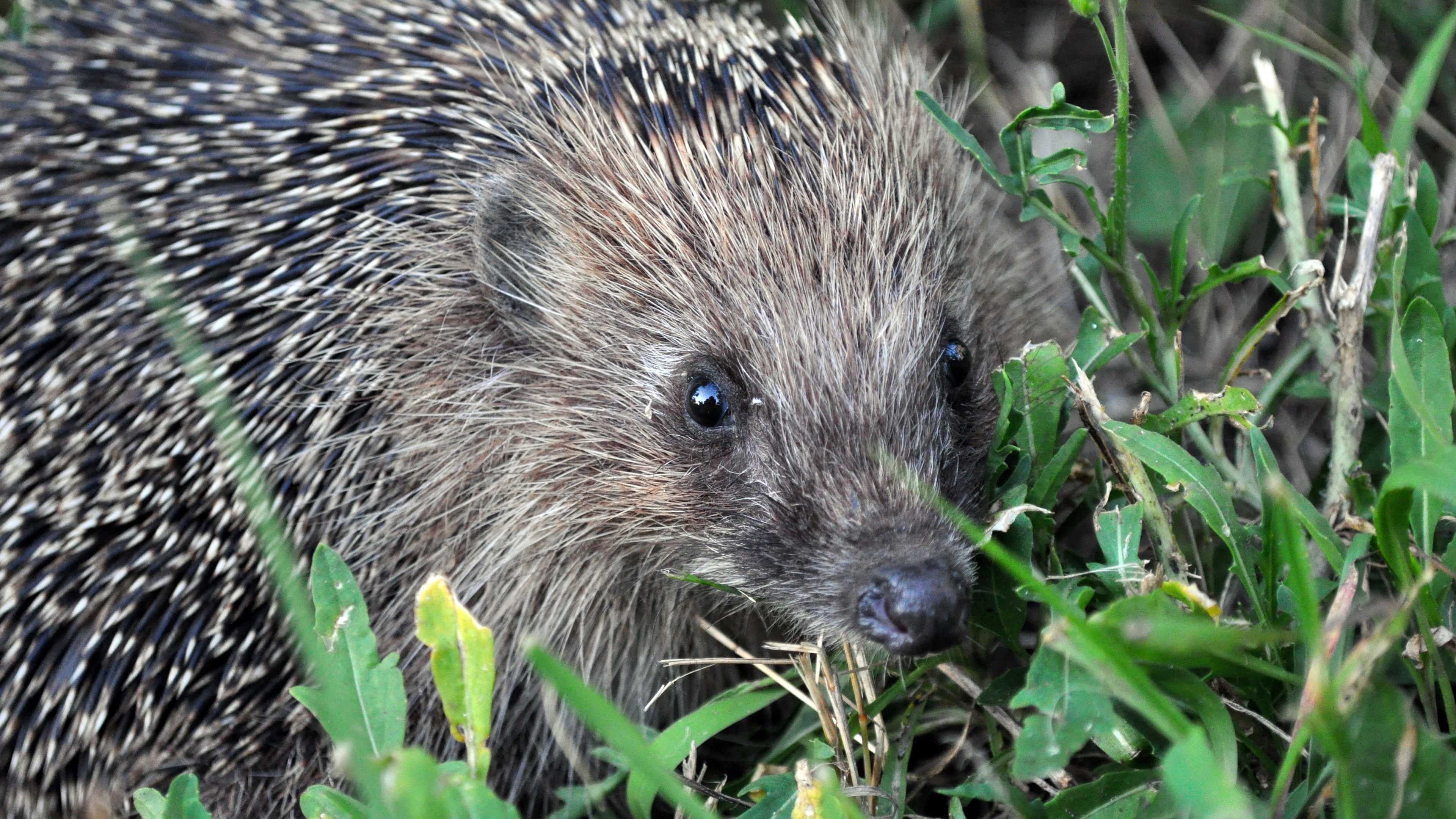 Hedgehog in green grass HD Wallpaper
