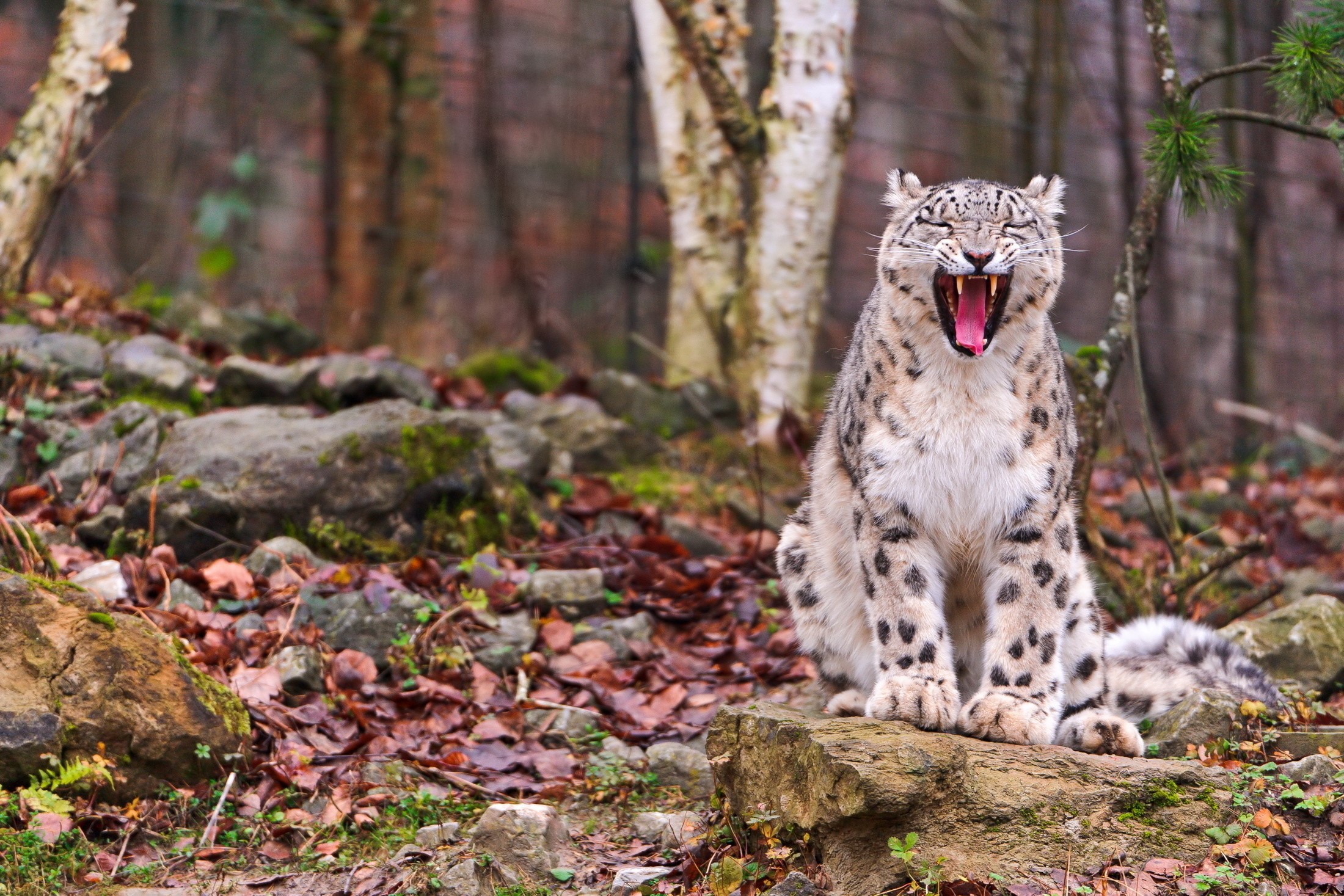 Snow leopard yawning on a rock HD Wallpaper