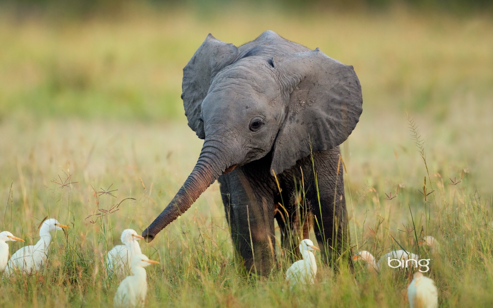 Baby elephant with egrets in a grassy field HD Wallpaper