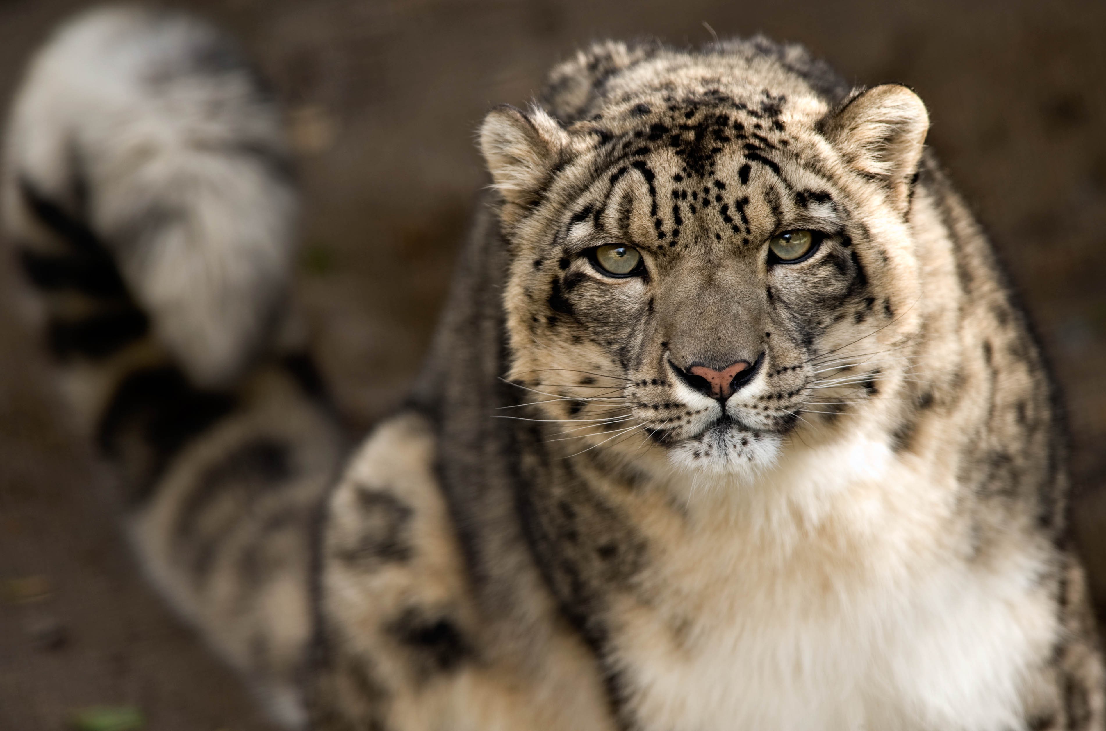 Close-up of a snow leopard's face and tail HD Wallpaper