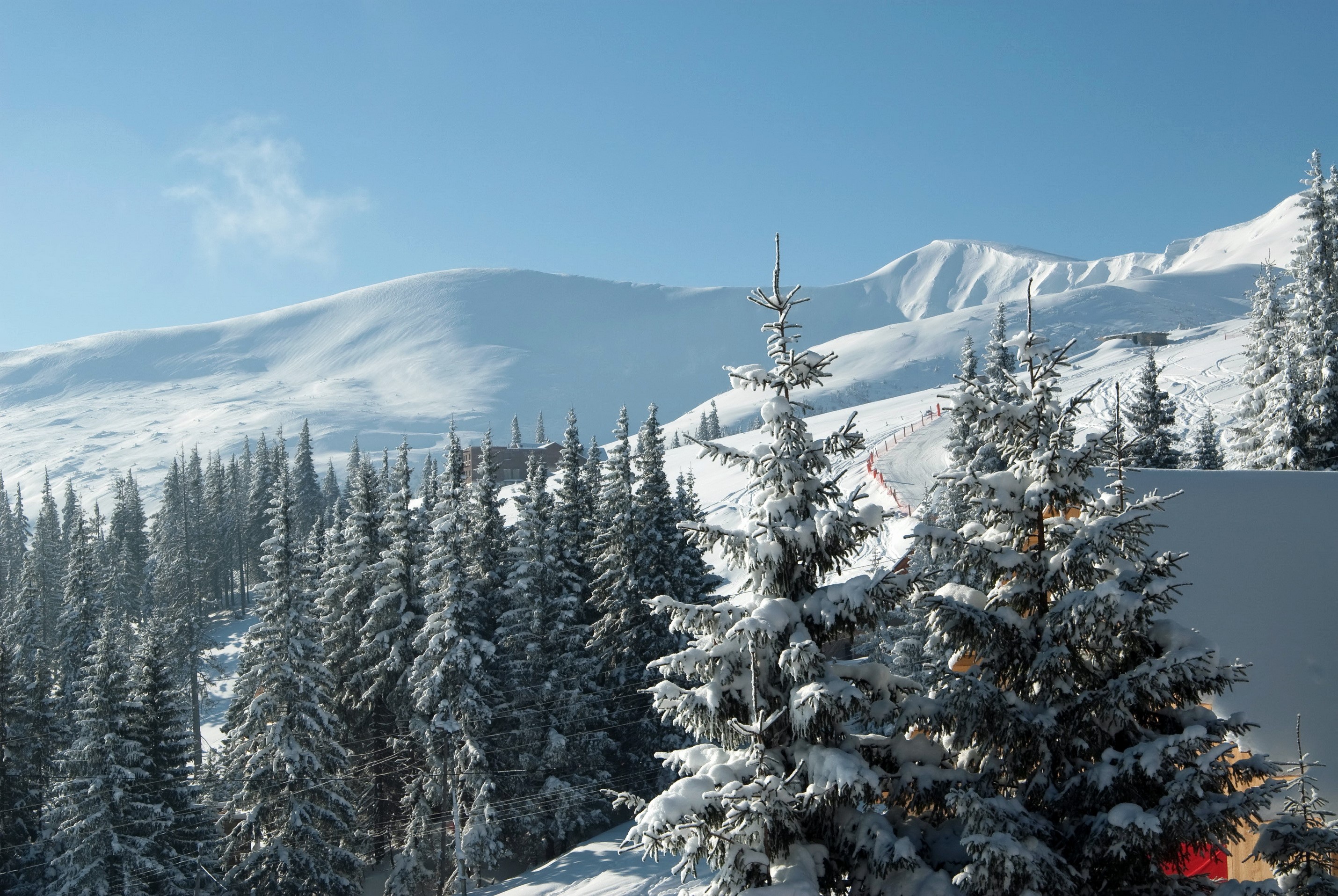 Snowy Mountains and Pine Trees HD Wallpaper