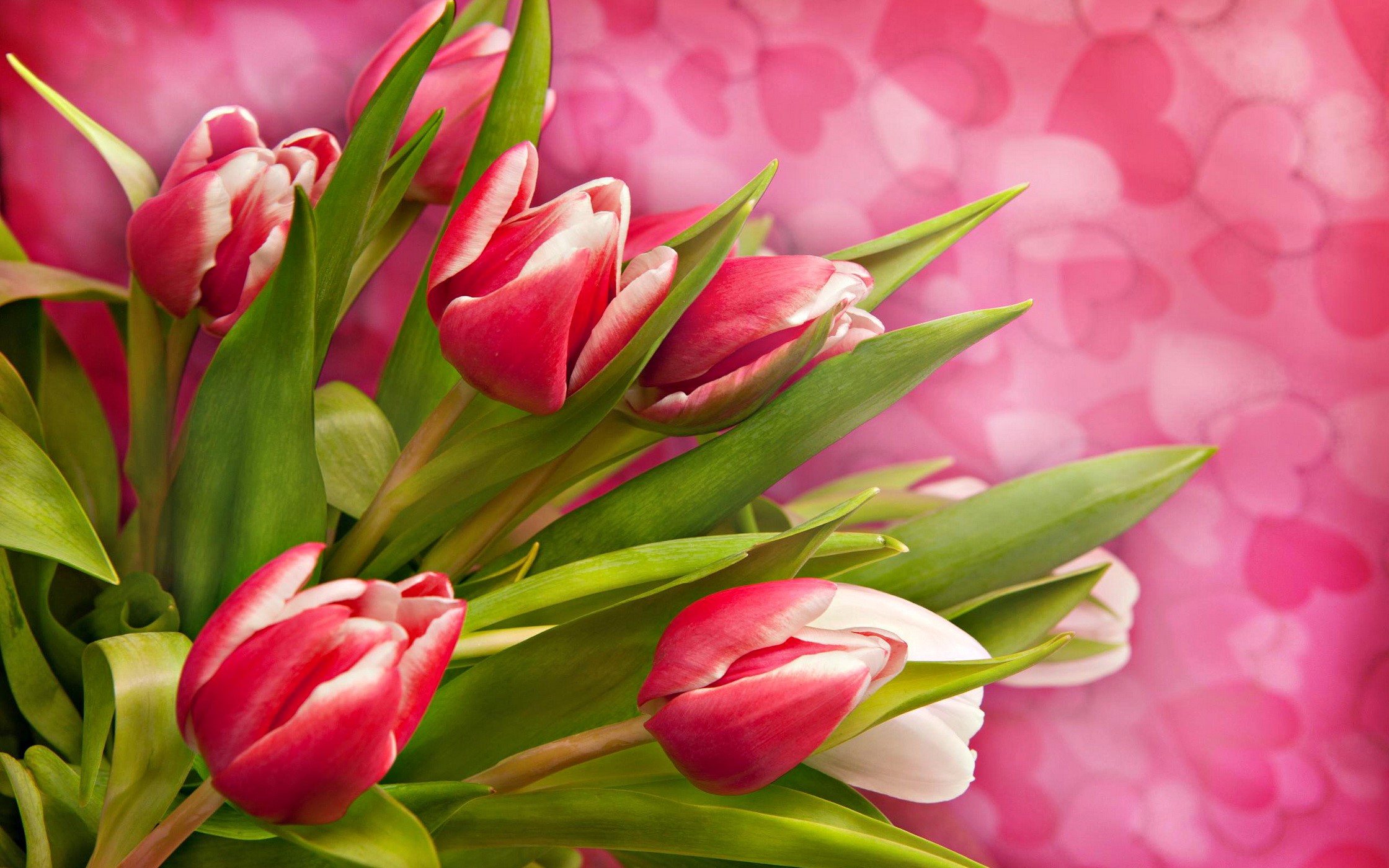 Bouquet of red and white tulips on a pink heart background HD Wallpaper