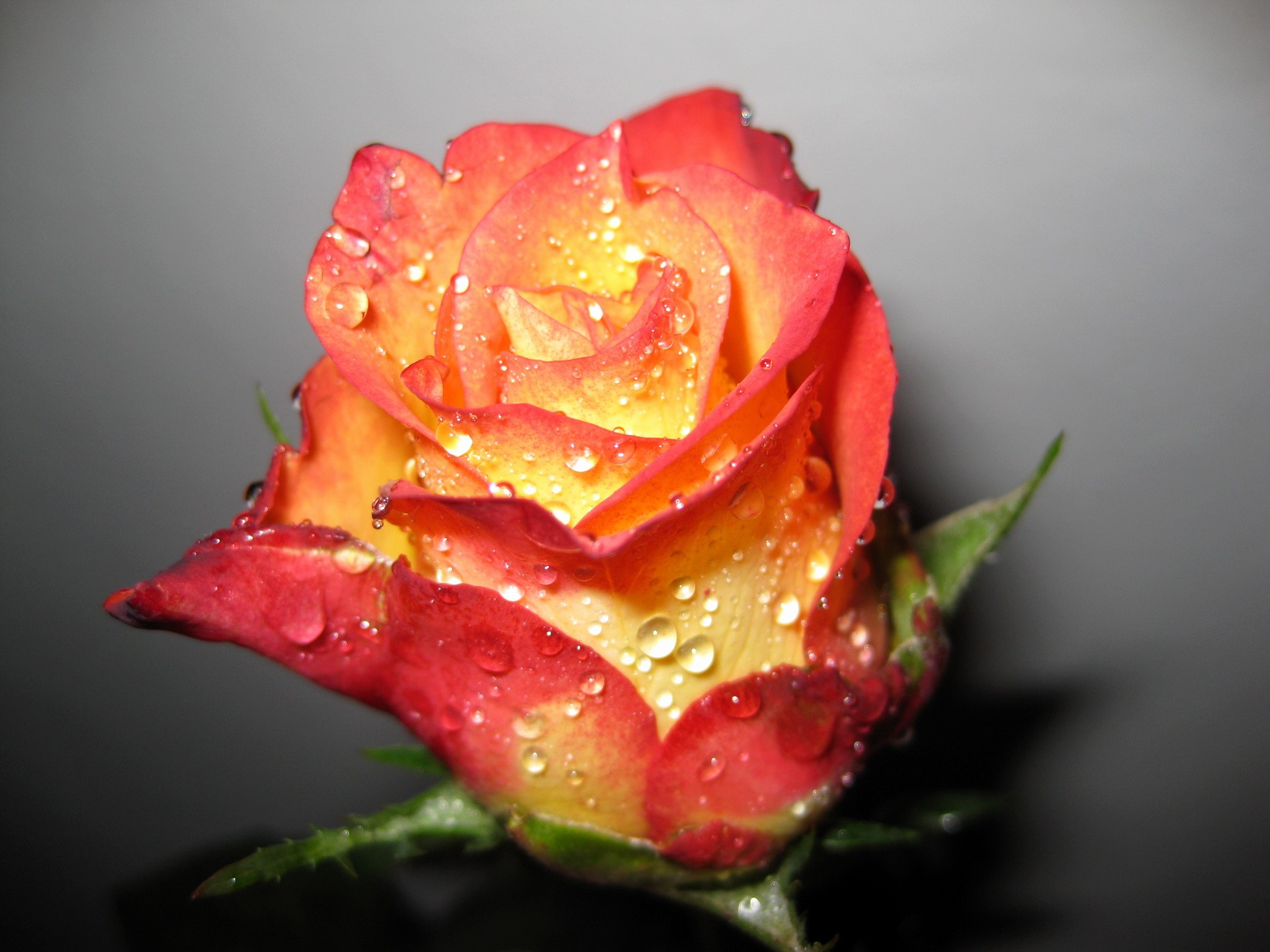Close-up of a dew-covered bicolor rose HD Wallpaper