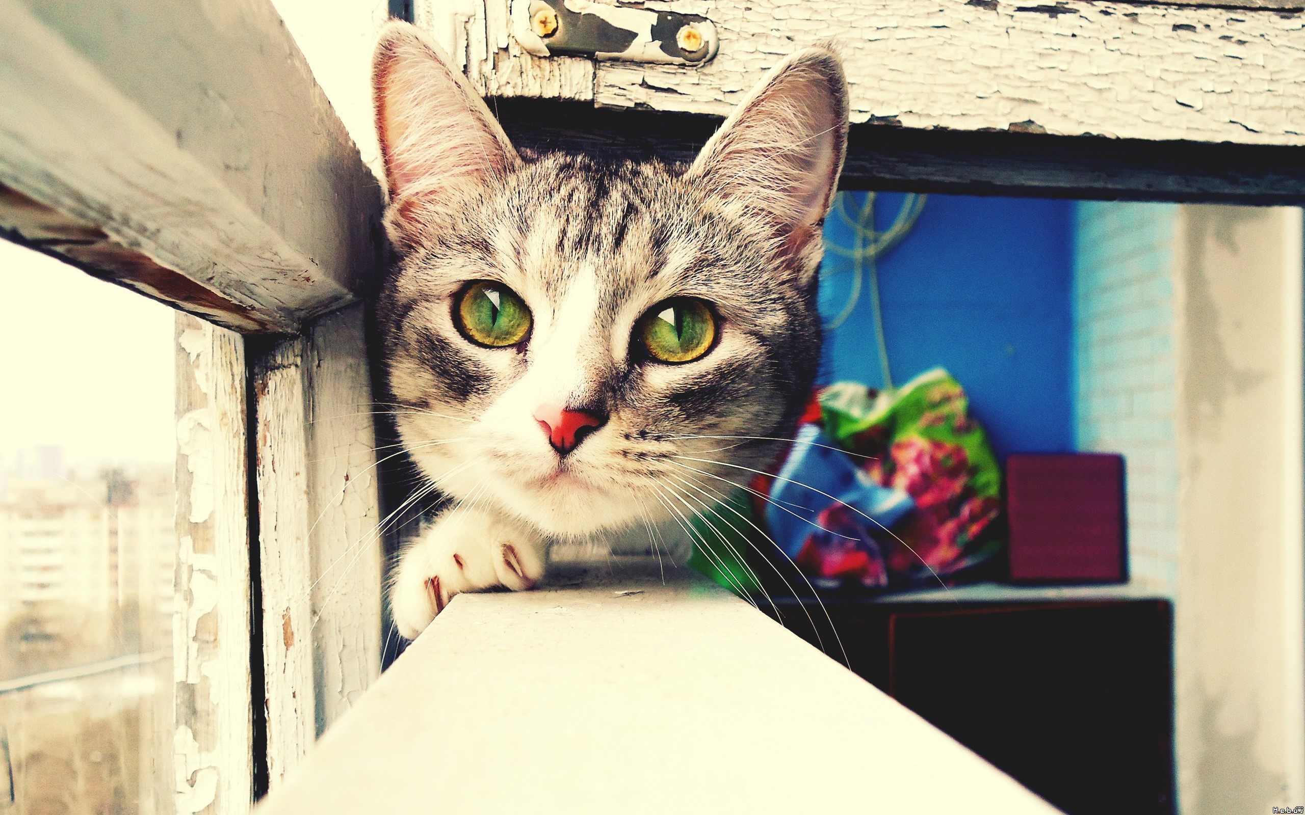 Close-up of a tabby cat peeking through a window HD Wallpaper