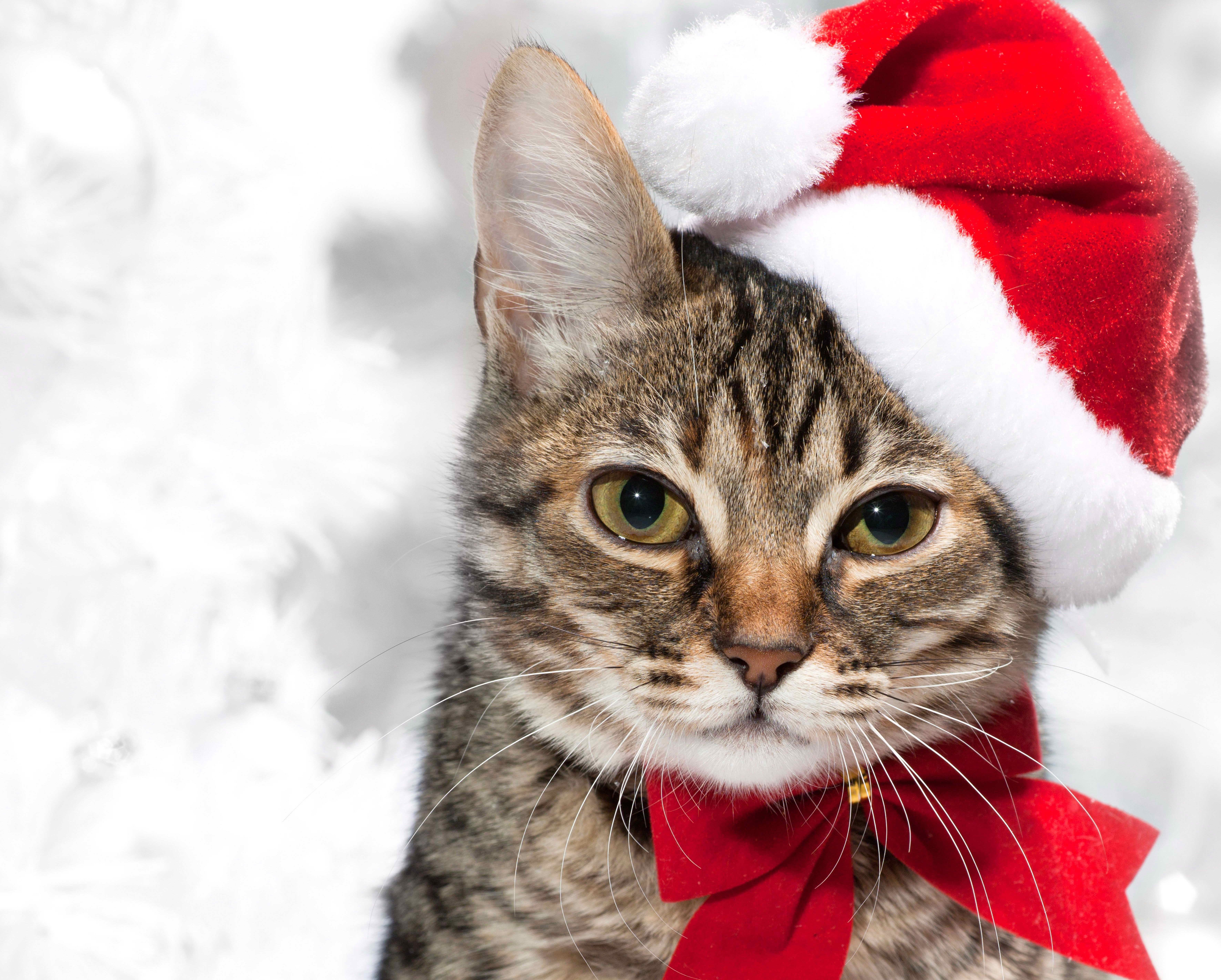 Cat wearing a Santa hat and red bow HD Wallpaper