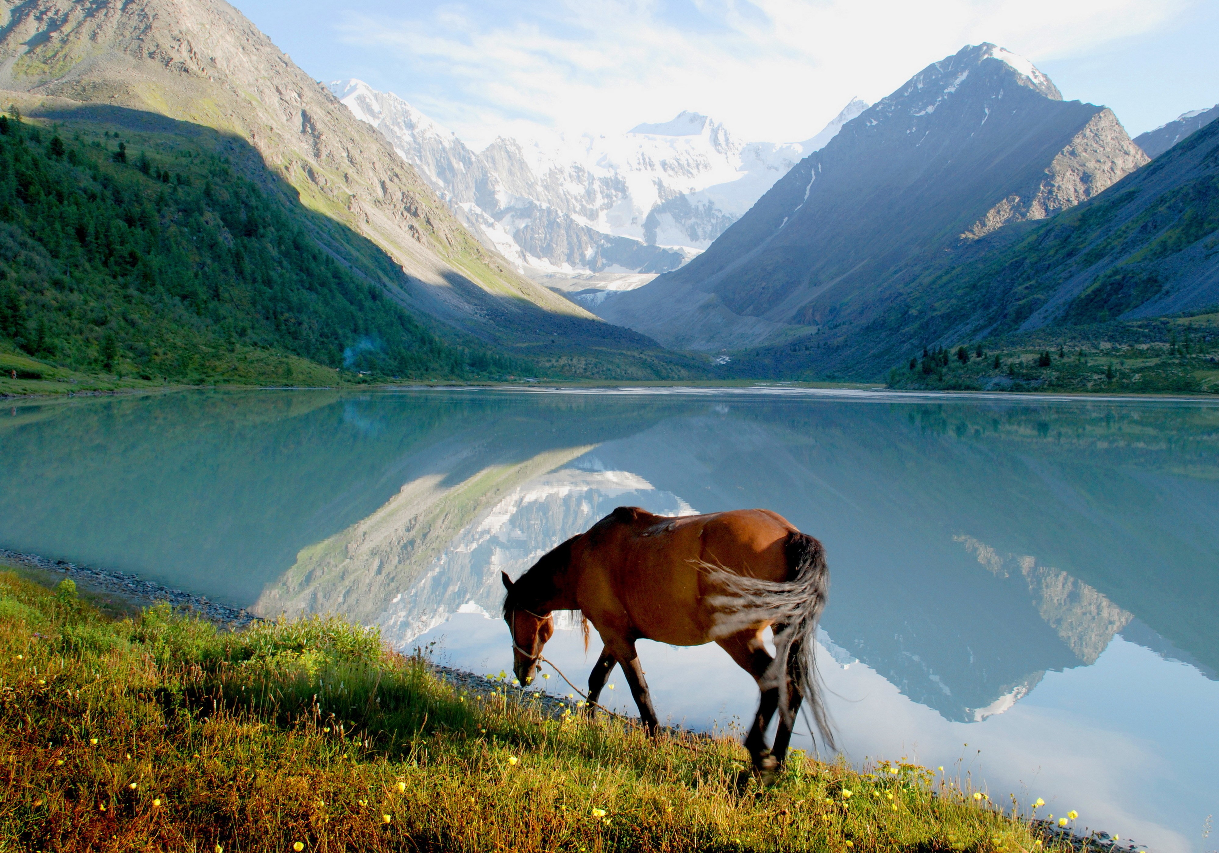 Horse by a mountain lake HD Wallpaper