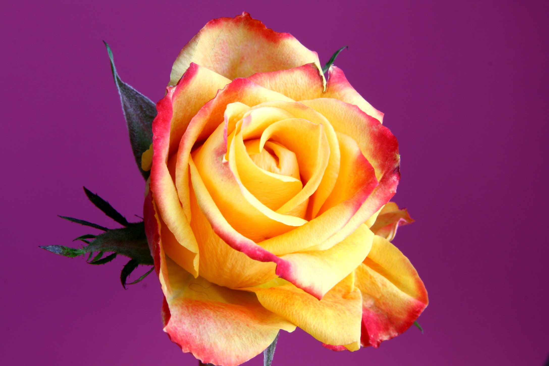 Yellow and red rose with purple background HD Wallpaper