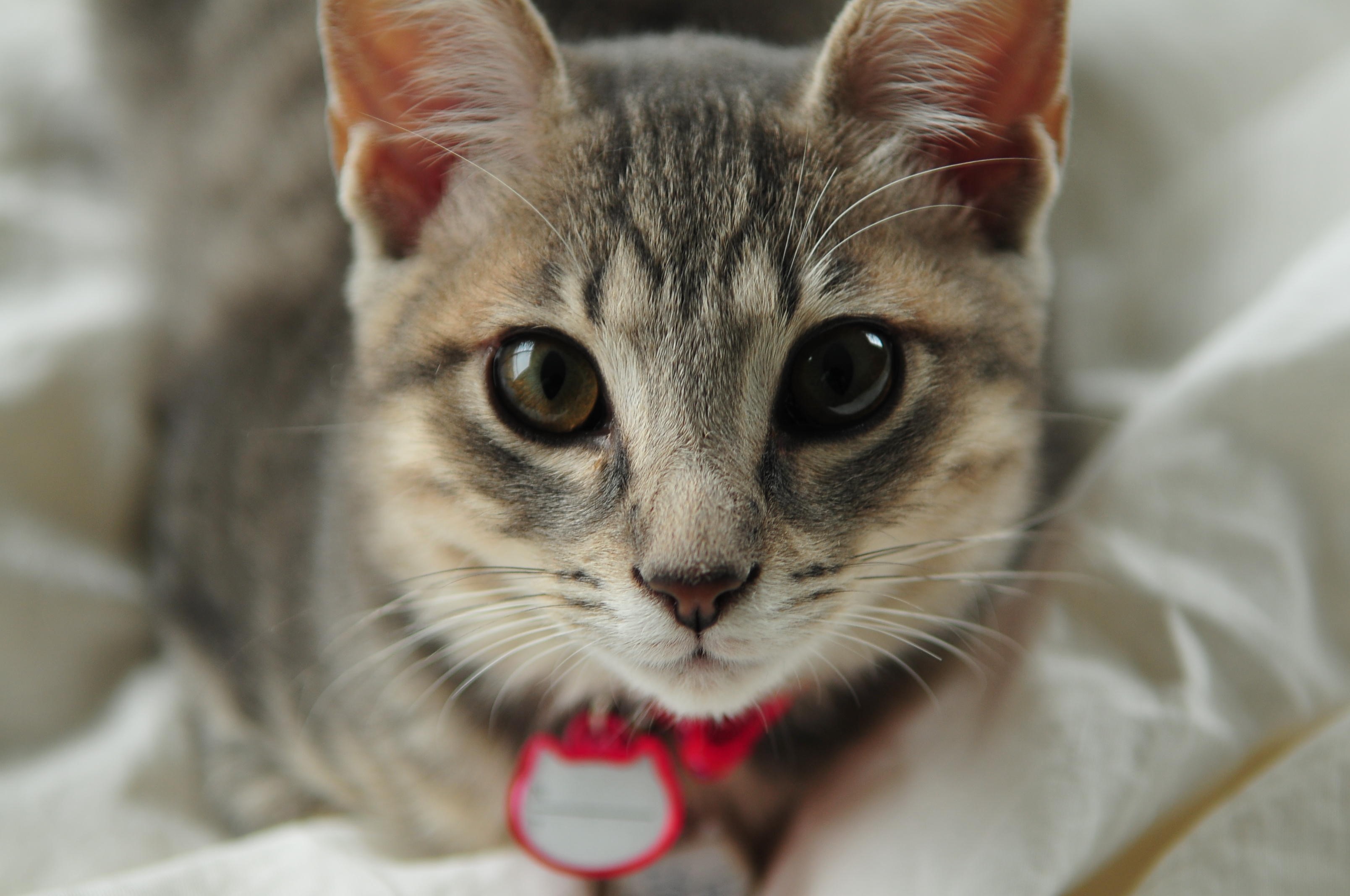 Close-up of a tabby cat wearing a red collar HD Wallpaper