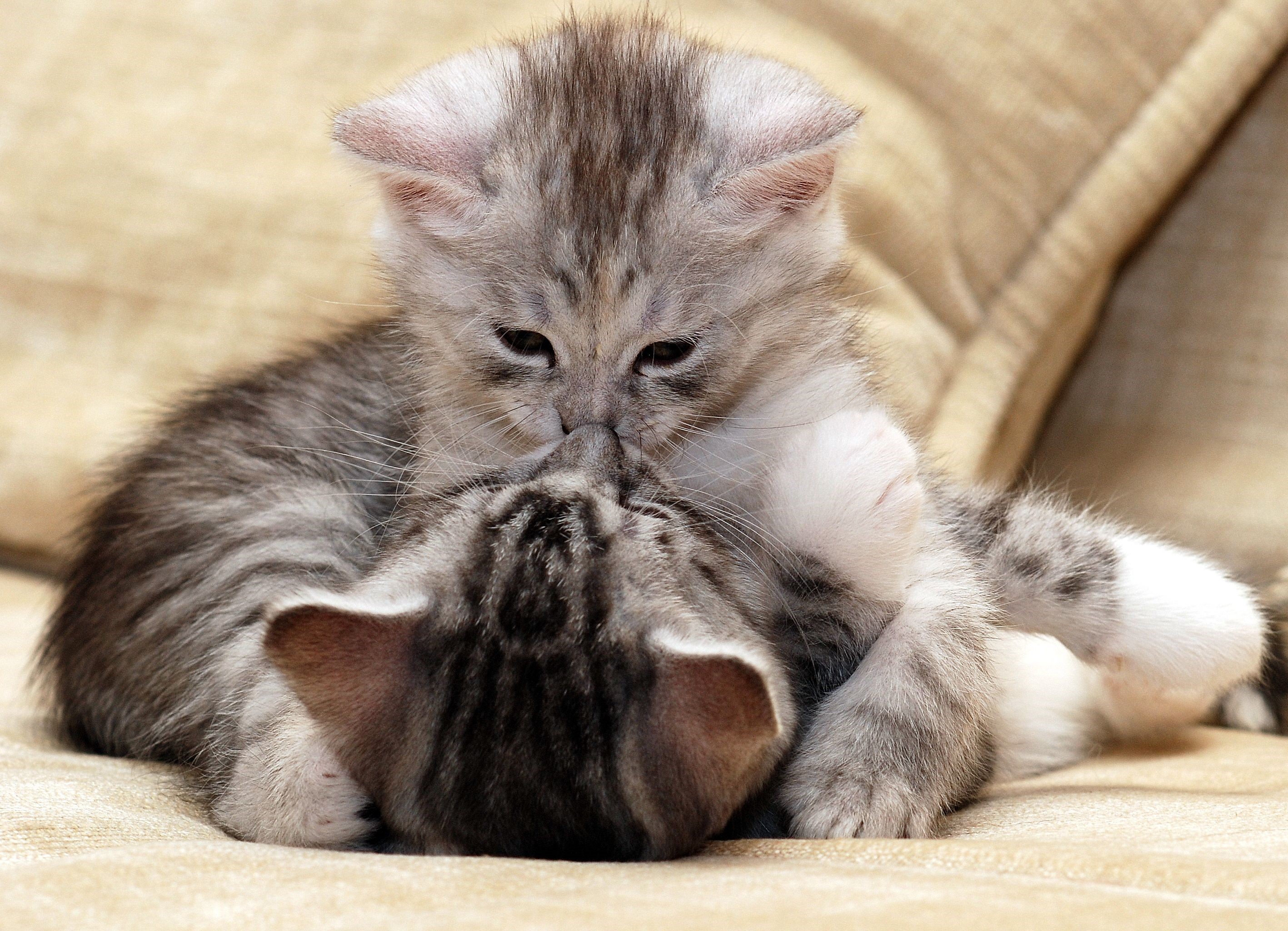 Two kittens playing on a couch HD Wallpaper