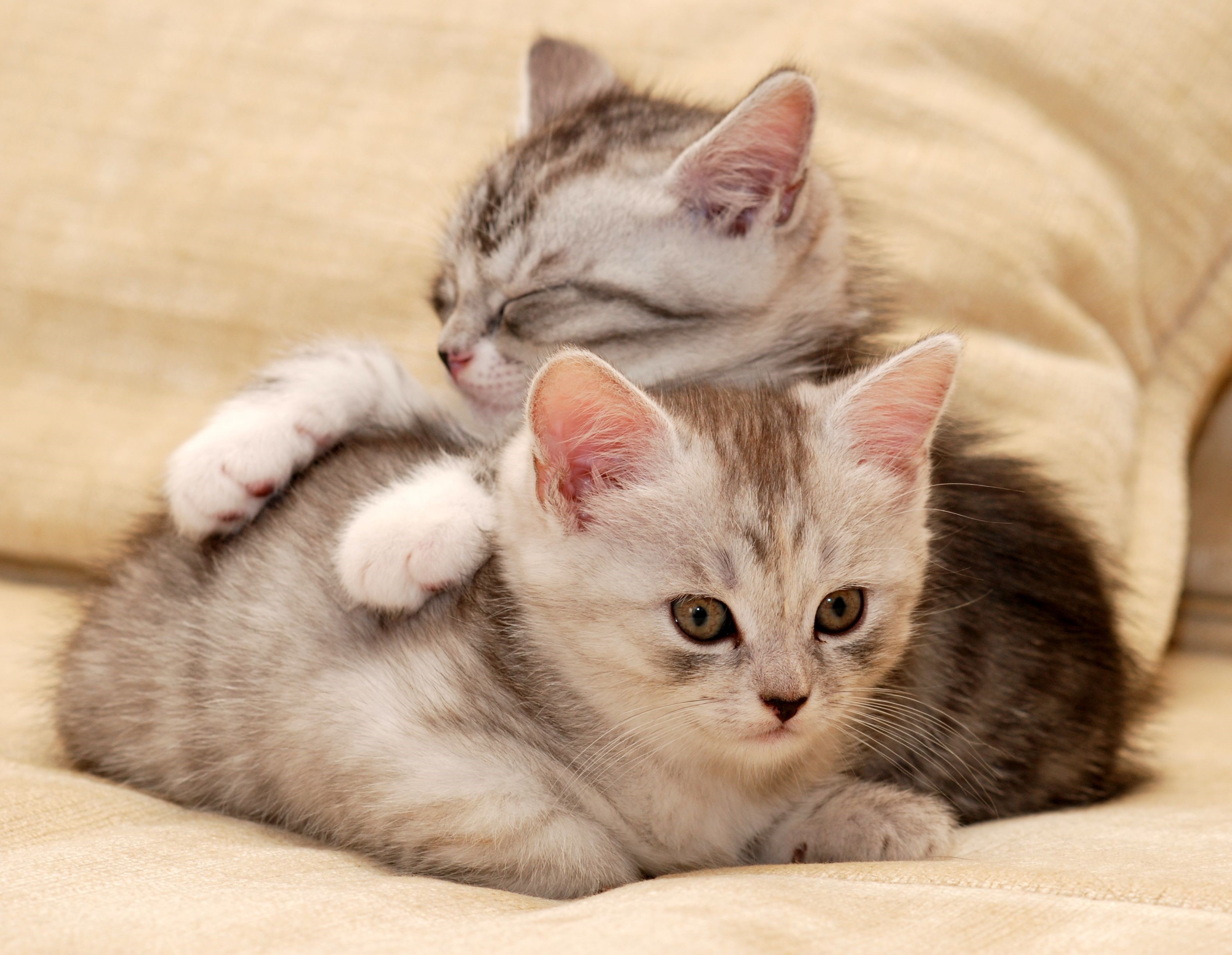Two adorable kittens cuddling on a couch HD Wallpaper