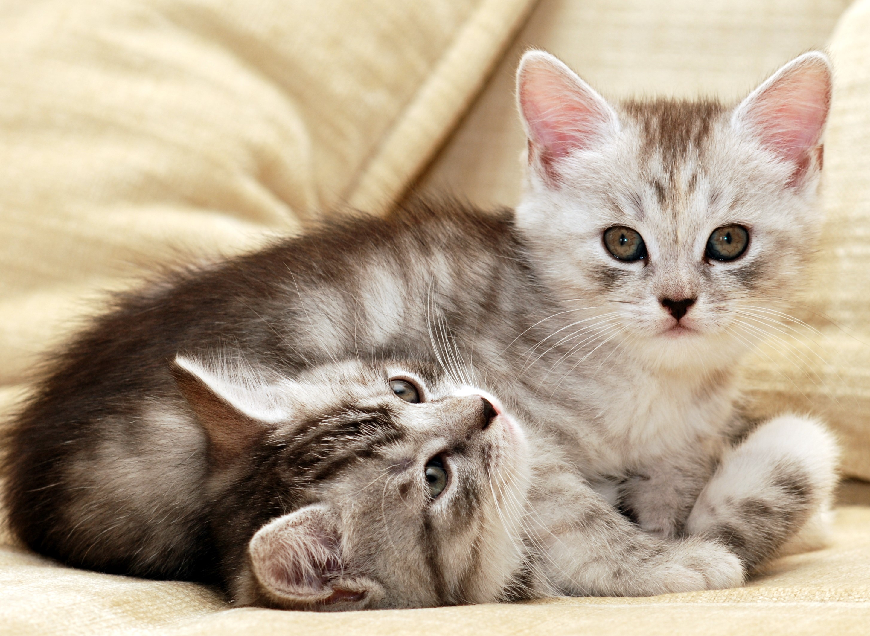 Two adorable tabby kittens resting on a couch HD Wallpaper