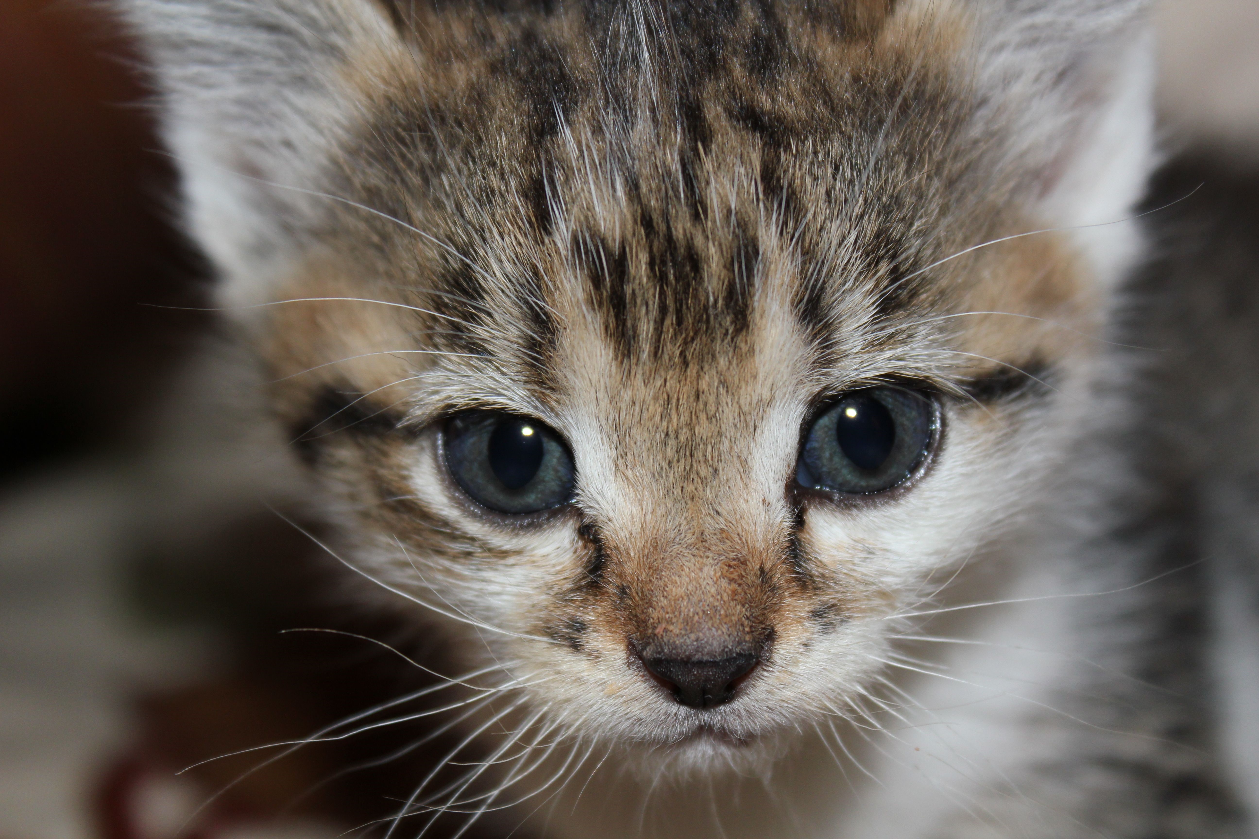Close-up of a tabby kitten's face HD Wallpaper