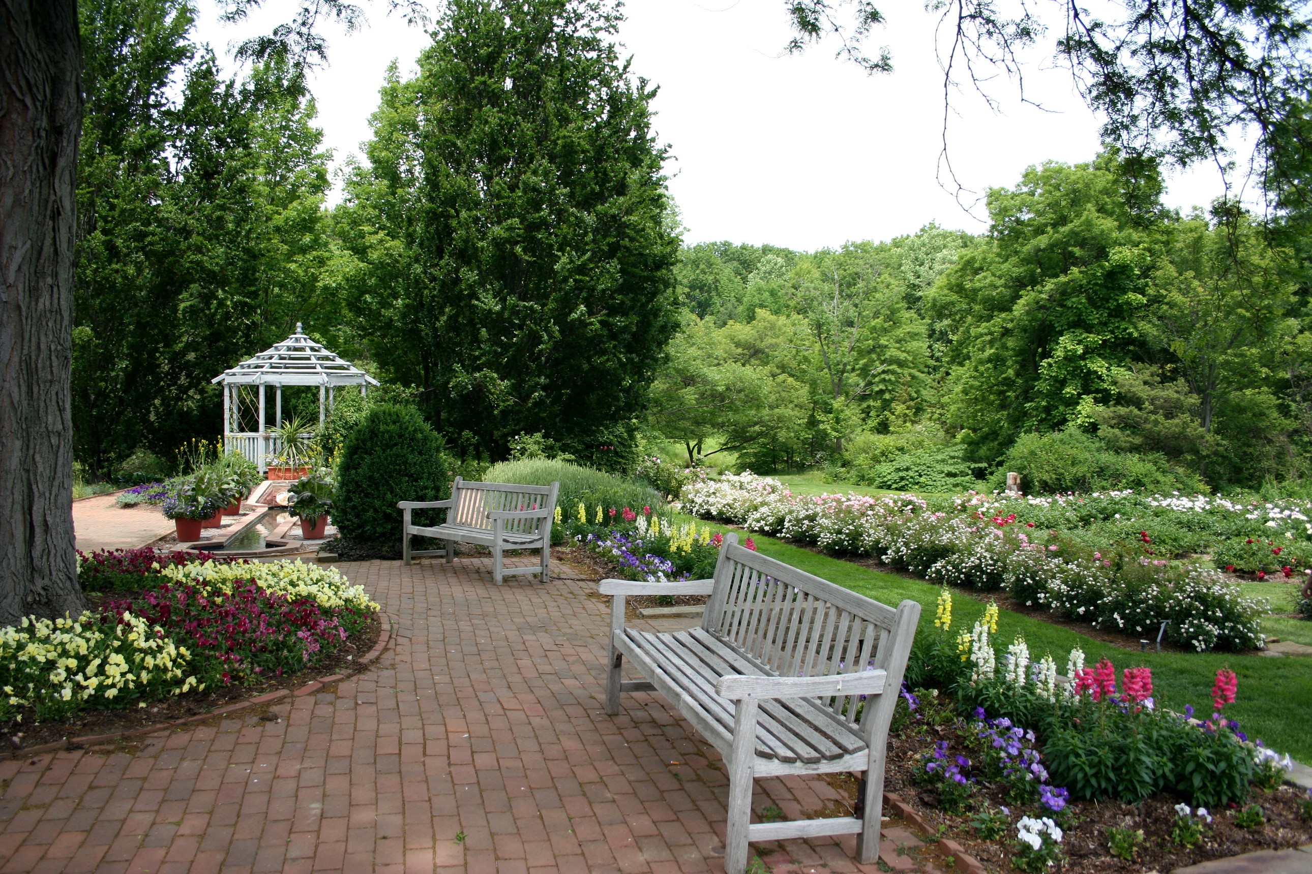 Rose Garden Kingwood Center Mansfield USA HD Wallpaper