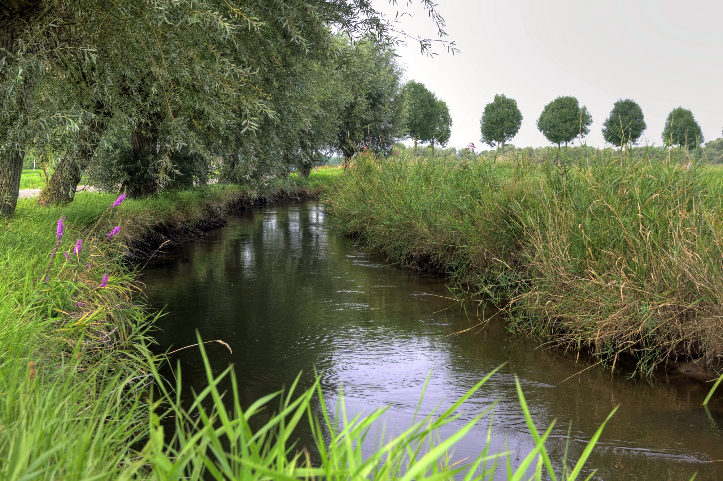 A narrow river flows through a grassy landscape with trees HD Wallpaper