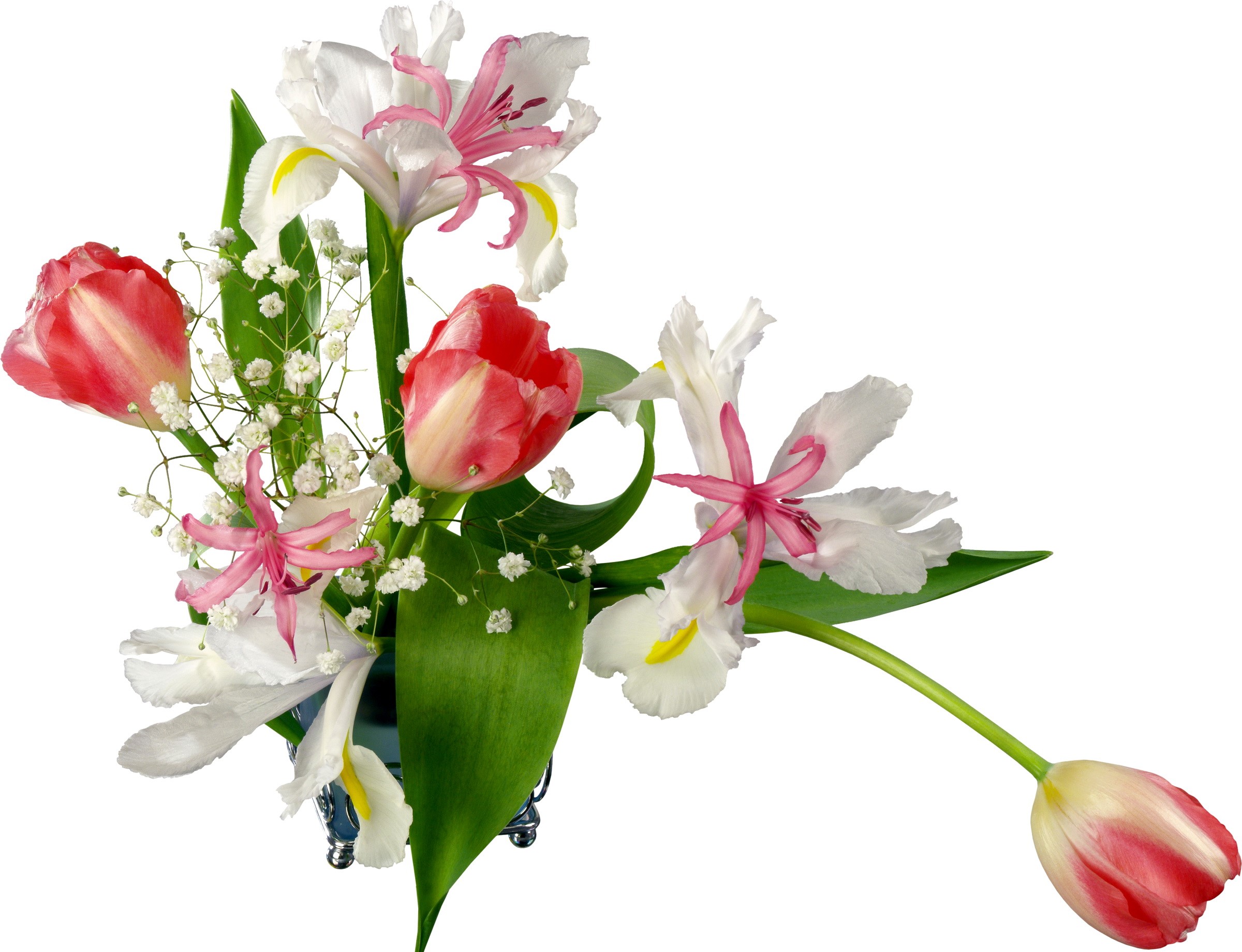 Bouquet of tulips, irises, and baby's breath HD Wallpaper