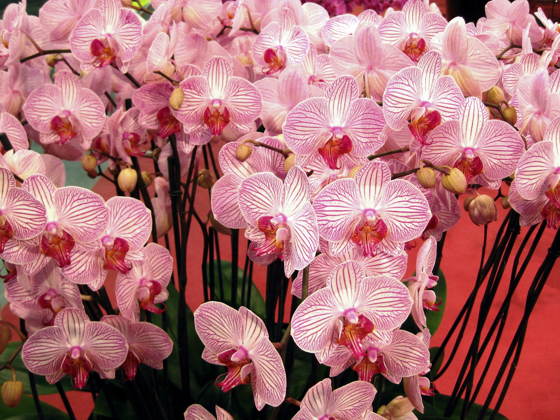 Pink and white striped orchids HD Wallpaper
