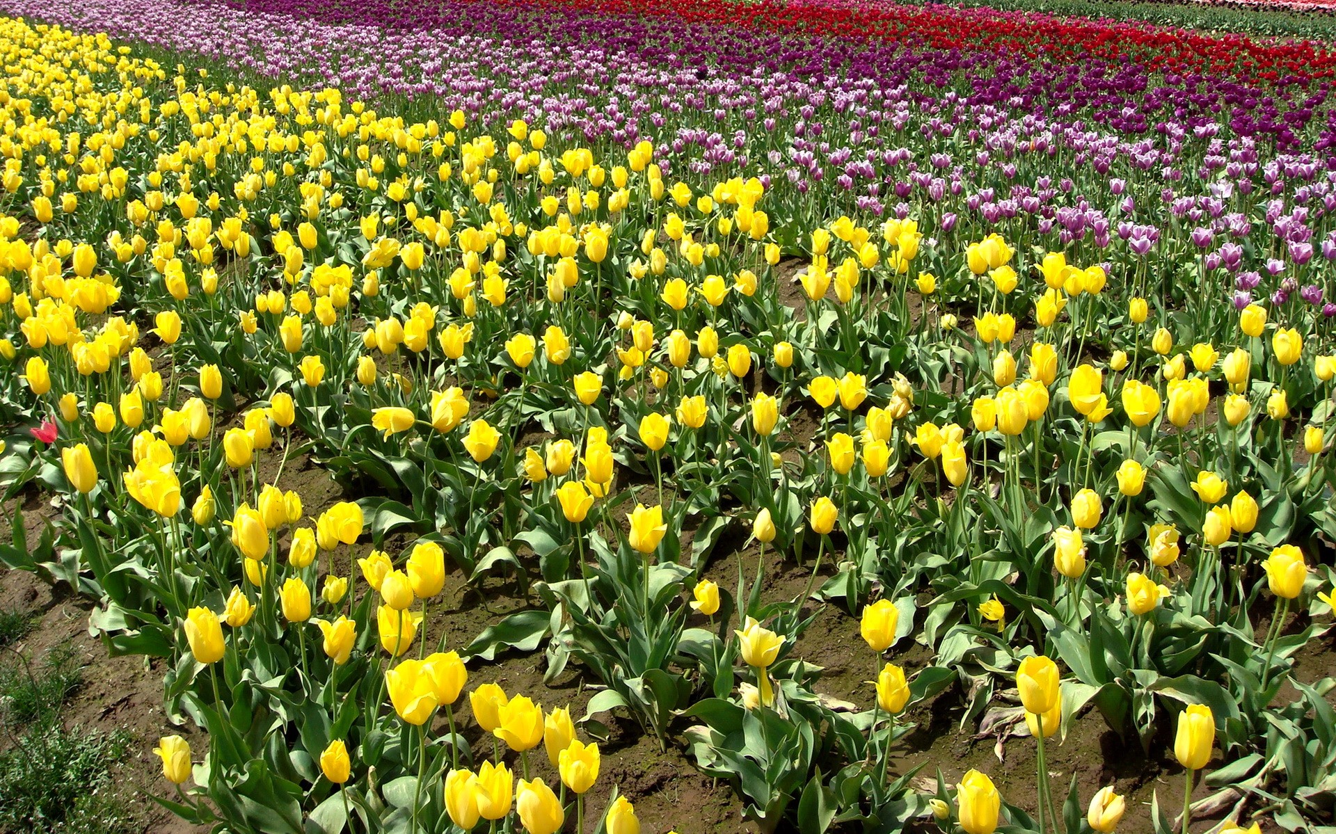 Field of Yellow, Purple, and Red Tulips HD Wallpaper