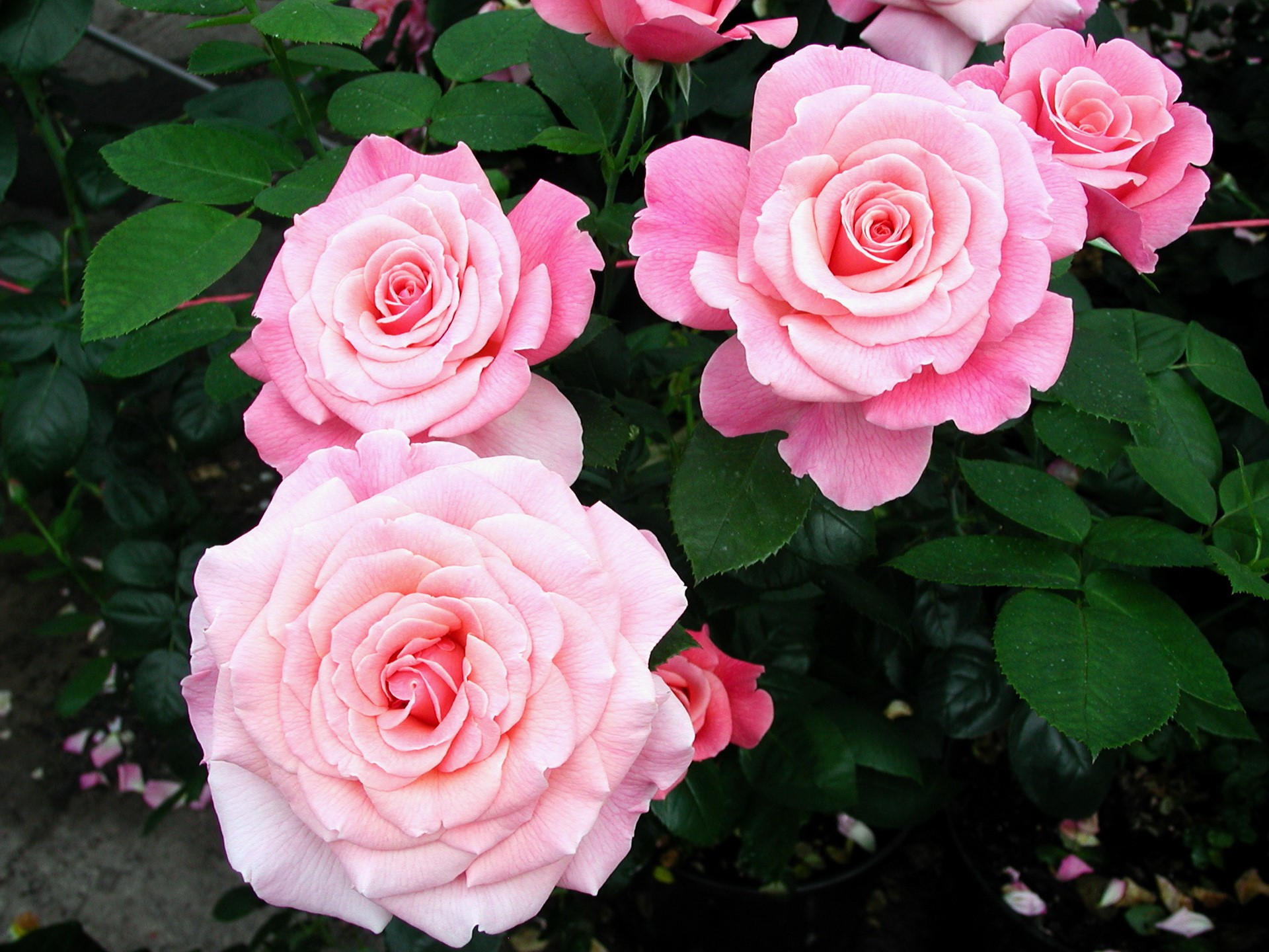 Pink Roses HD Wallpaper