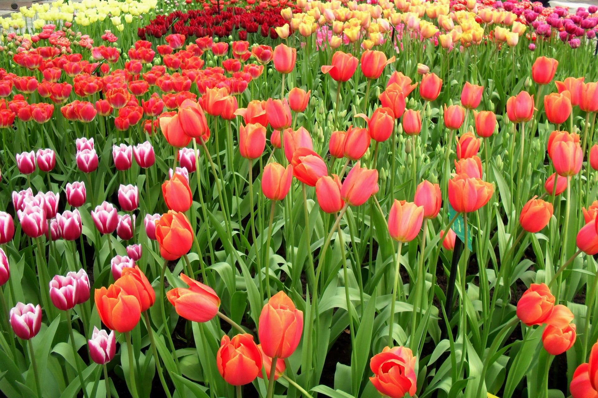 Field of Orange and Pink Tulips HD Wallpaper