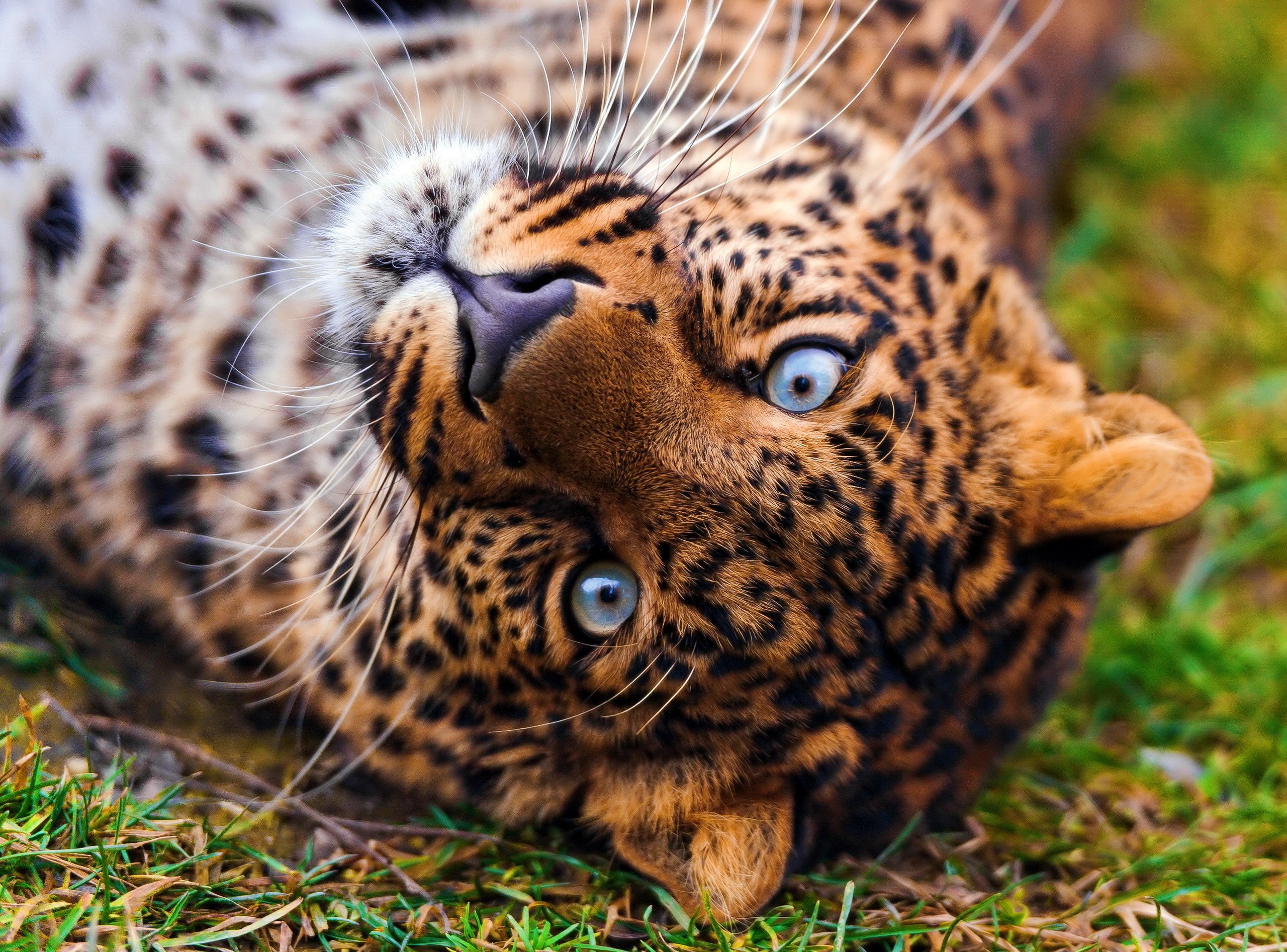 Leopard lying on grass HD Wallpaper