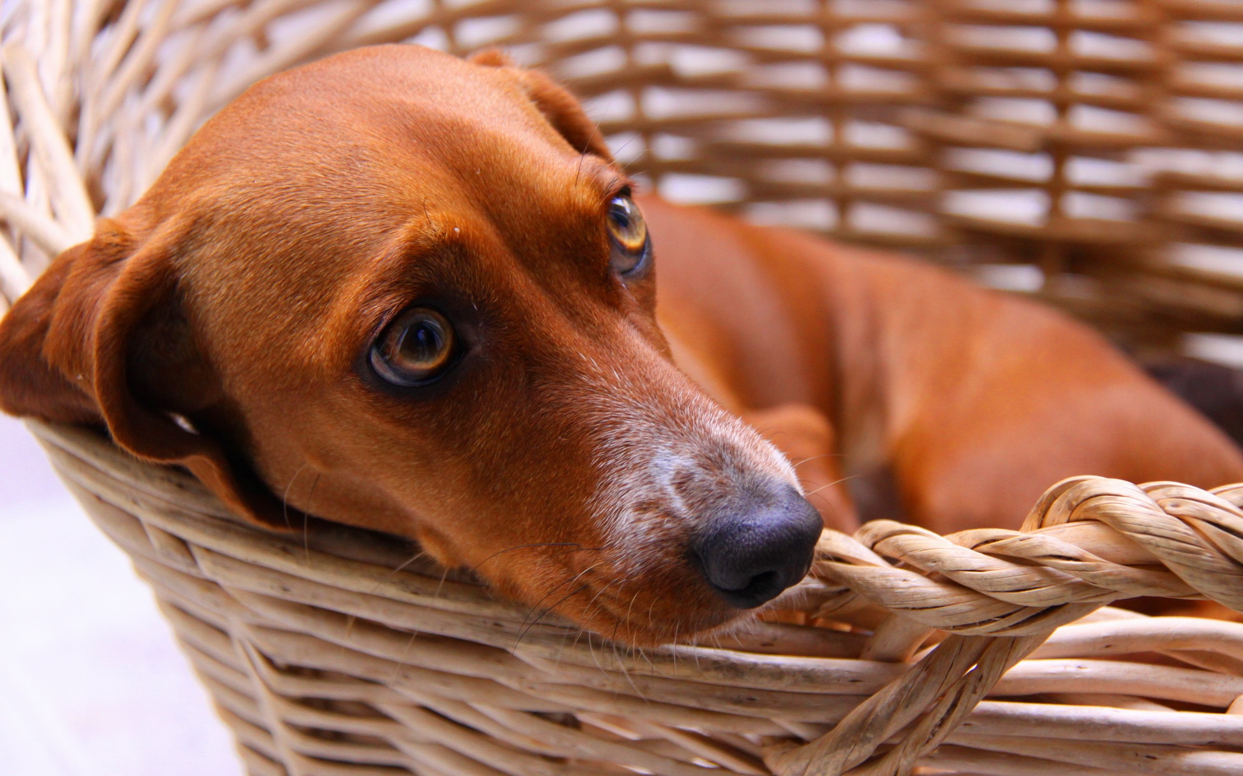 Brown Dachshund Dog in a Wicker Basket HD Wallpaper