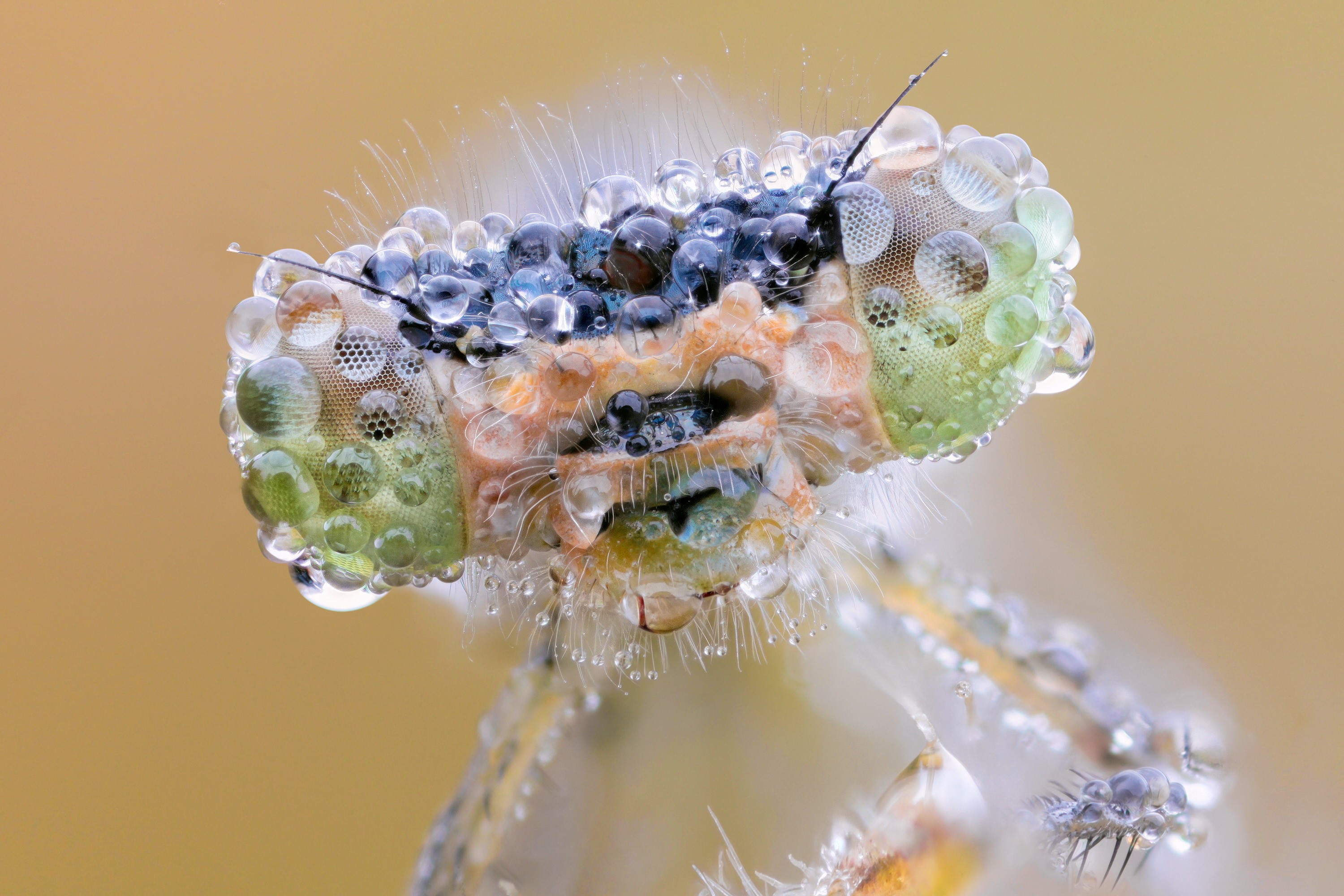 Close-up of a damselfly head covered in dew drops HD Wallpaper