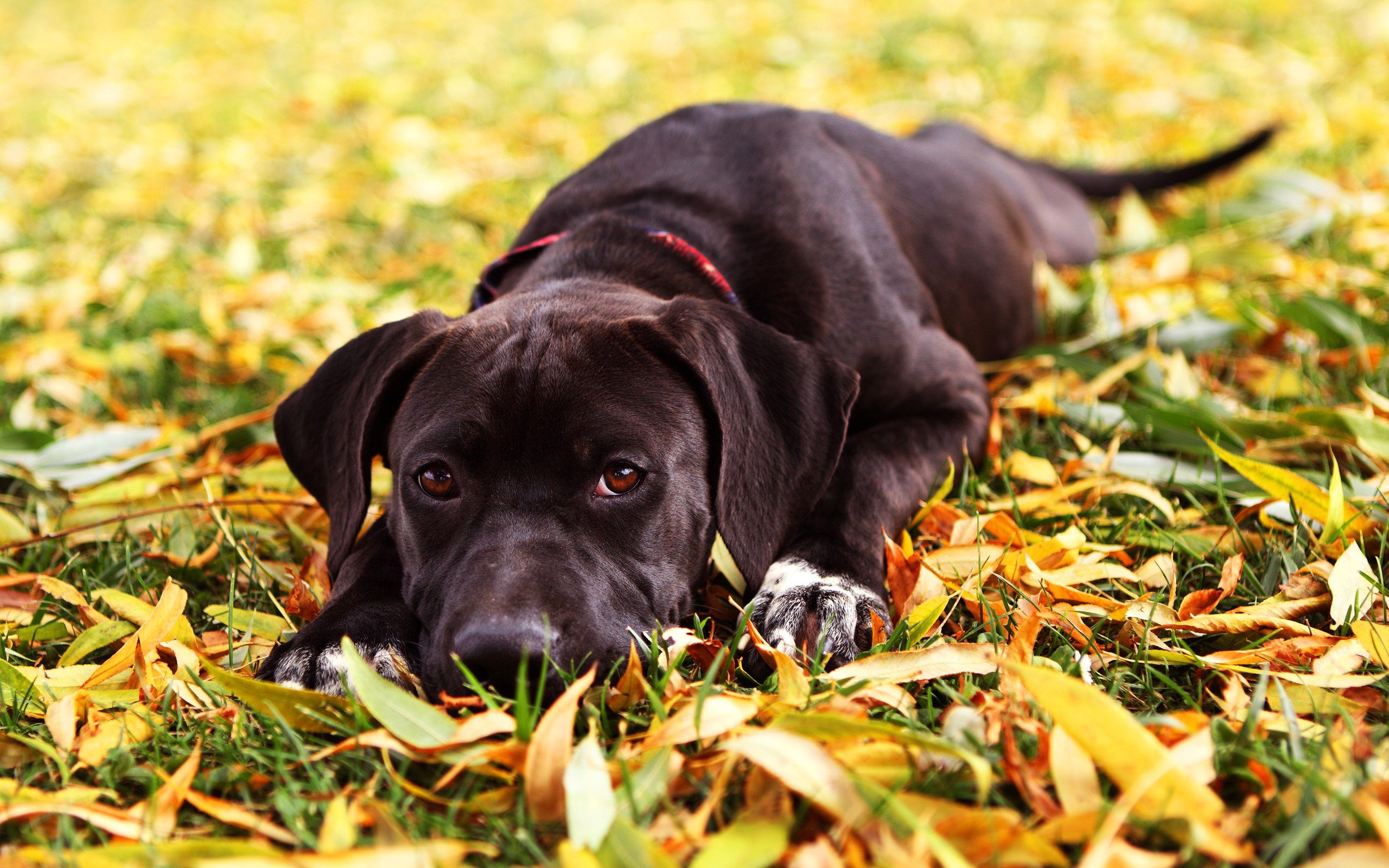 Dark-colored dog lying on autumn leaves HD Wallpaper