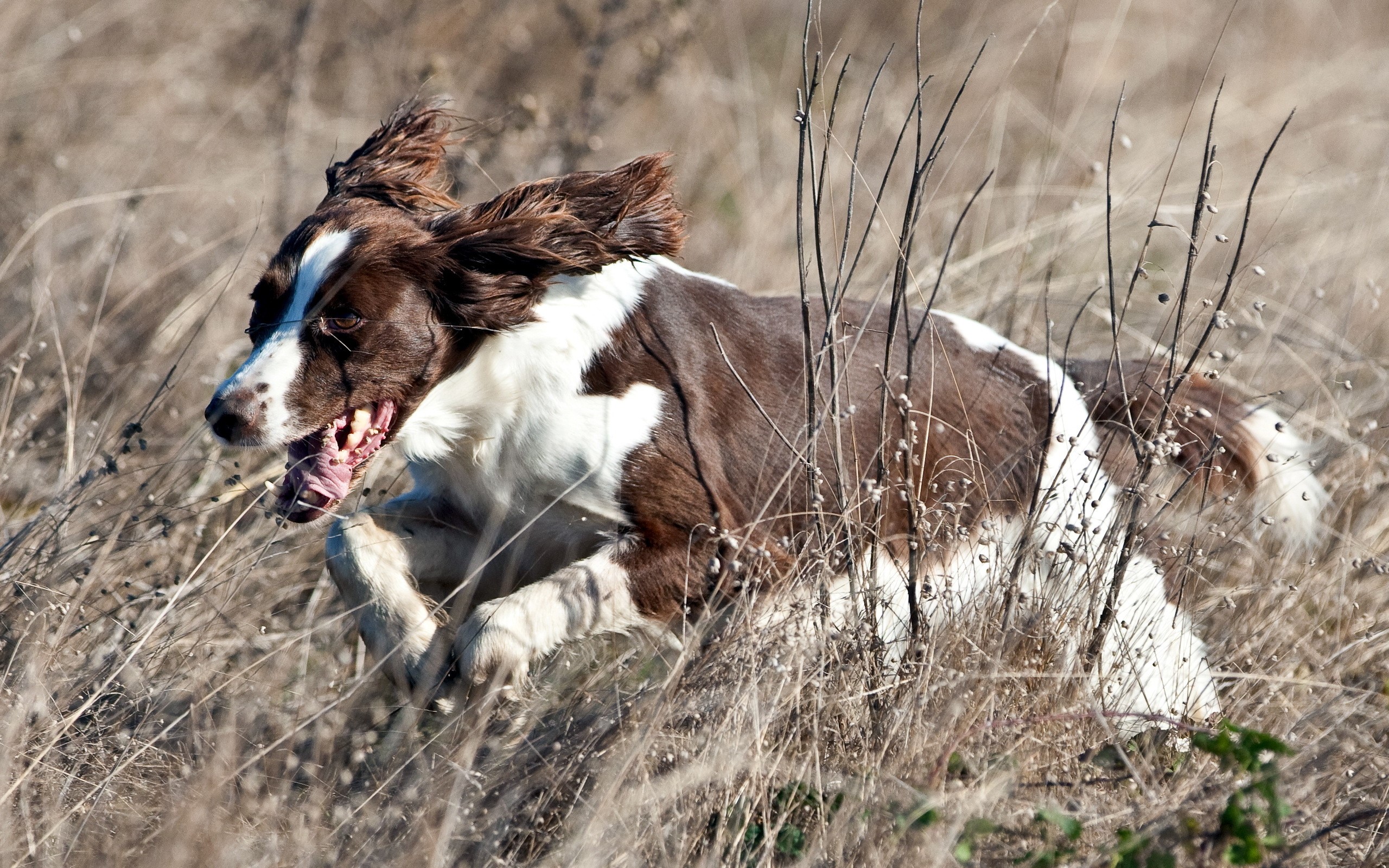 English Springer Spaniel running through dry grass HD Wallpaper