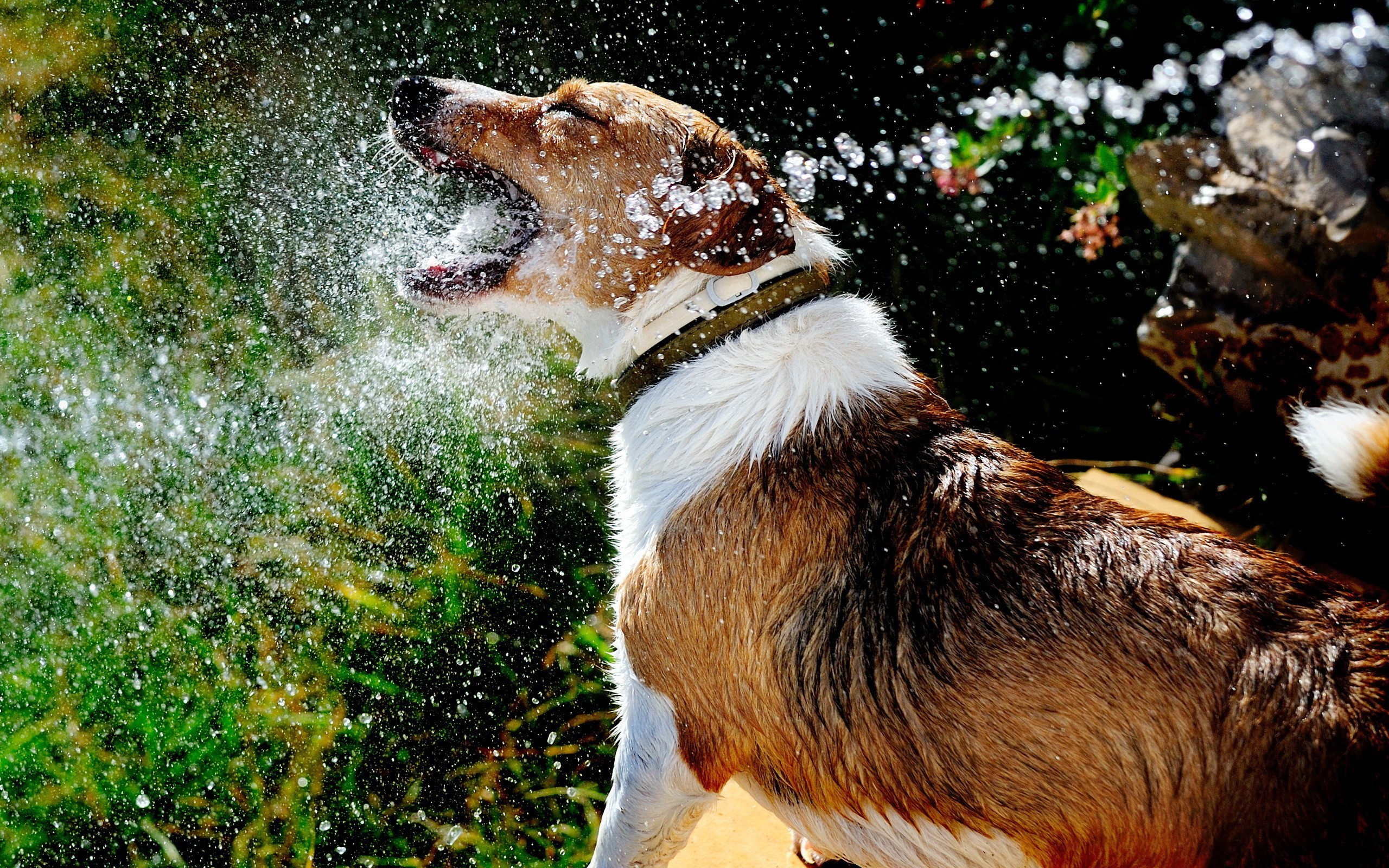 Dog shaking water off its head HD Wallpaper