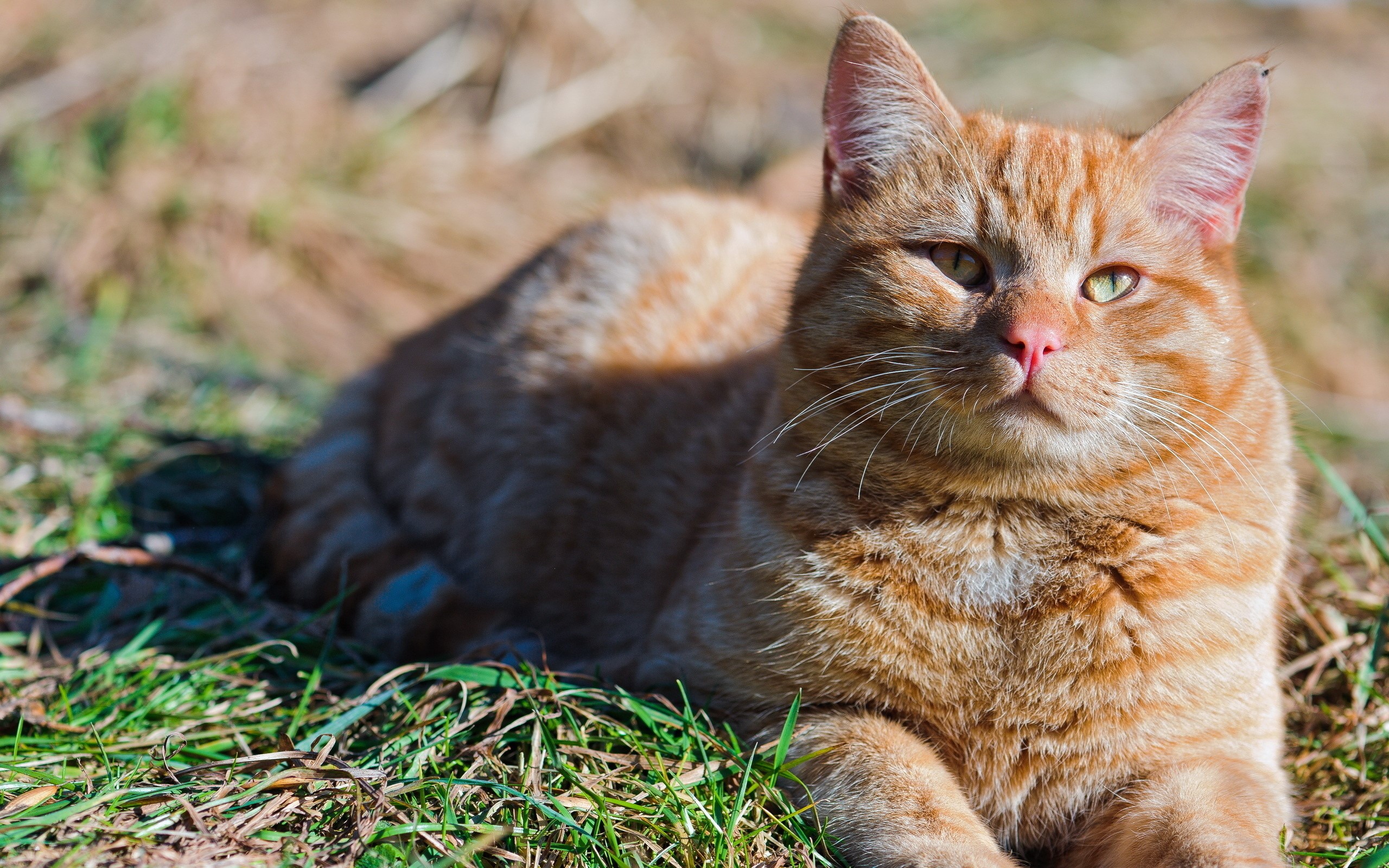 Orange tabby cat lying on grass HD Wallpaper