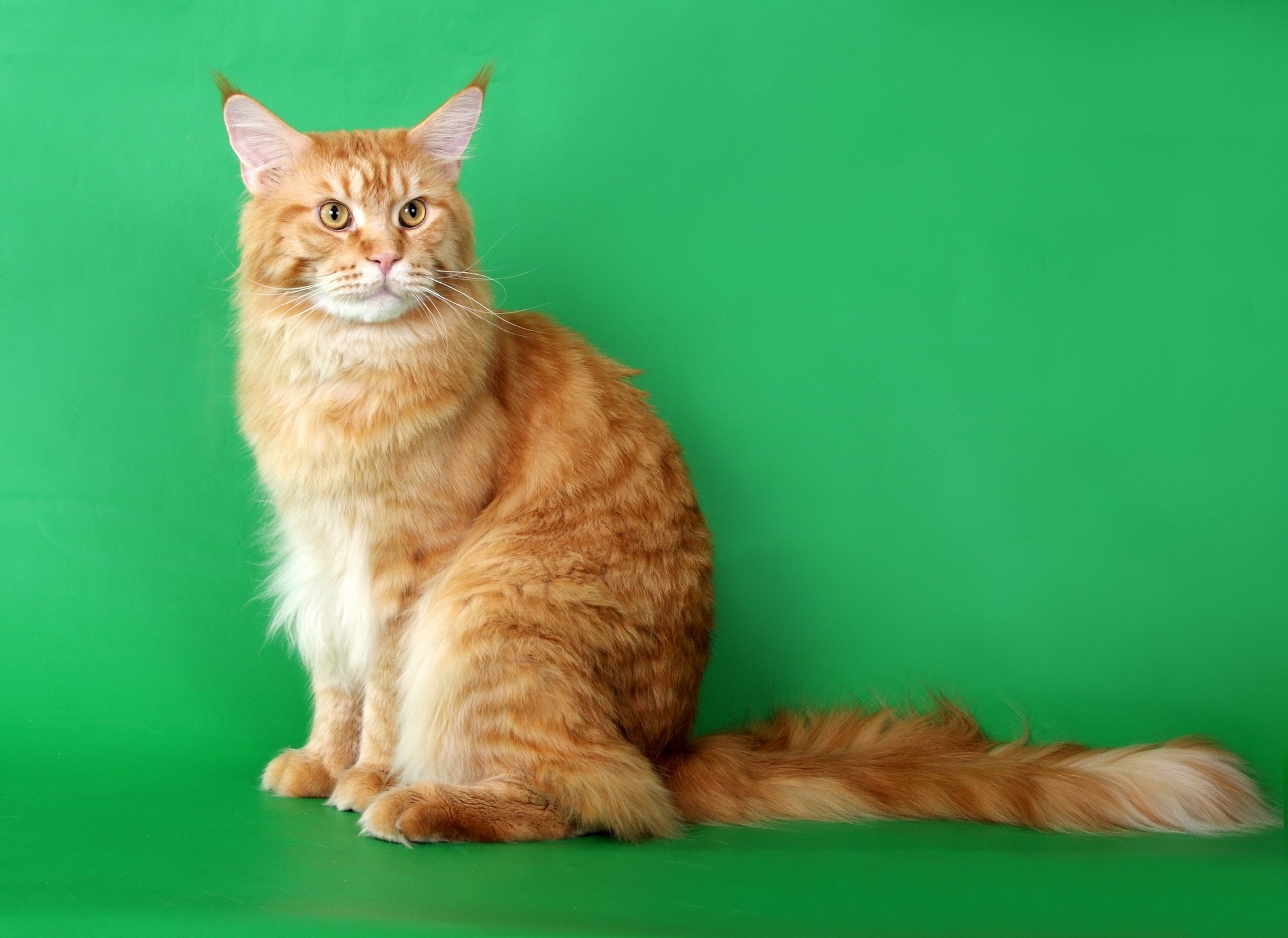 Orange Maine Coon Cat Sitting on Green Background HD Wallpaper
