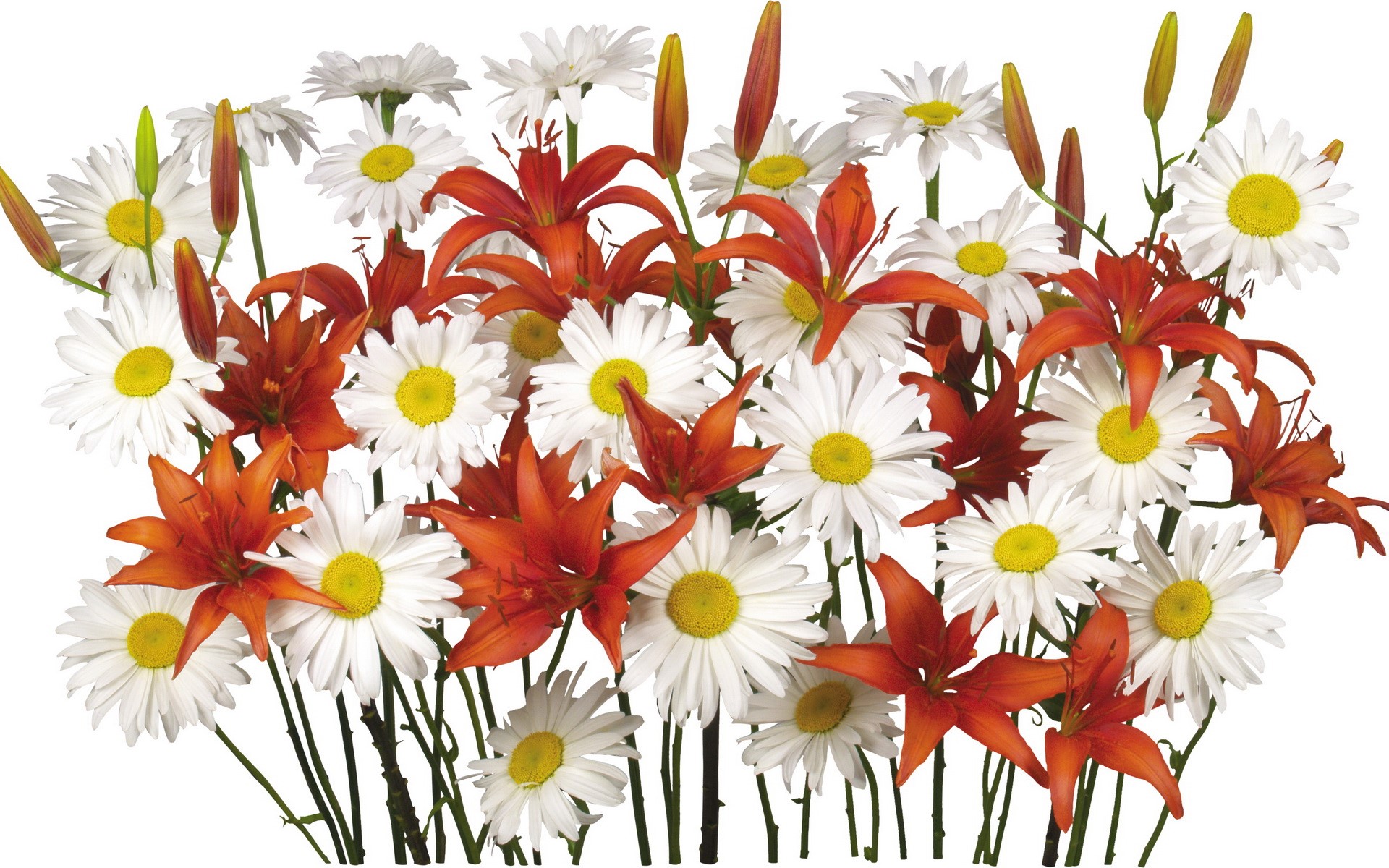Bouquet of orange lilies and white daisies HD Wallpaper