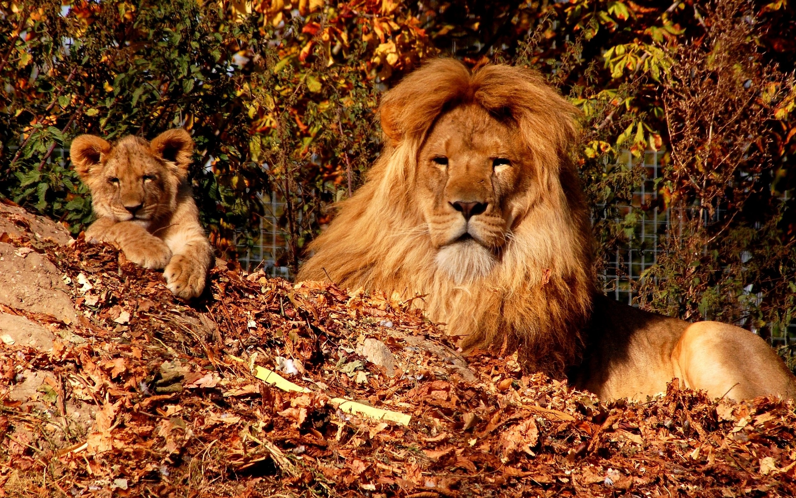 Lion and cub in autumn leaves HD Wallpaper
