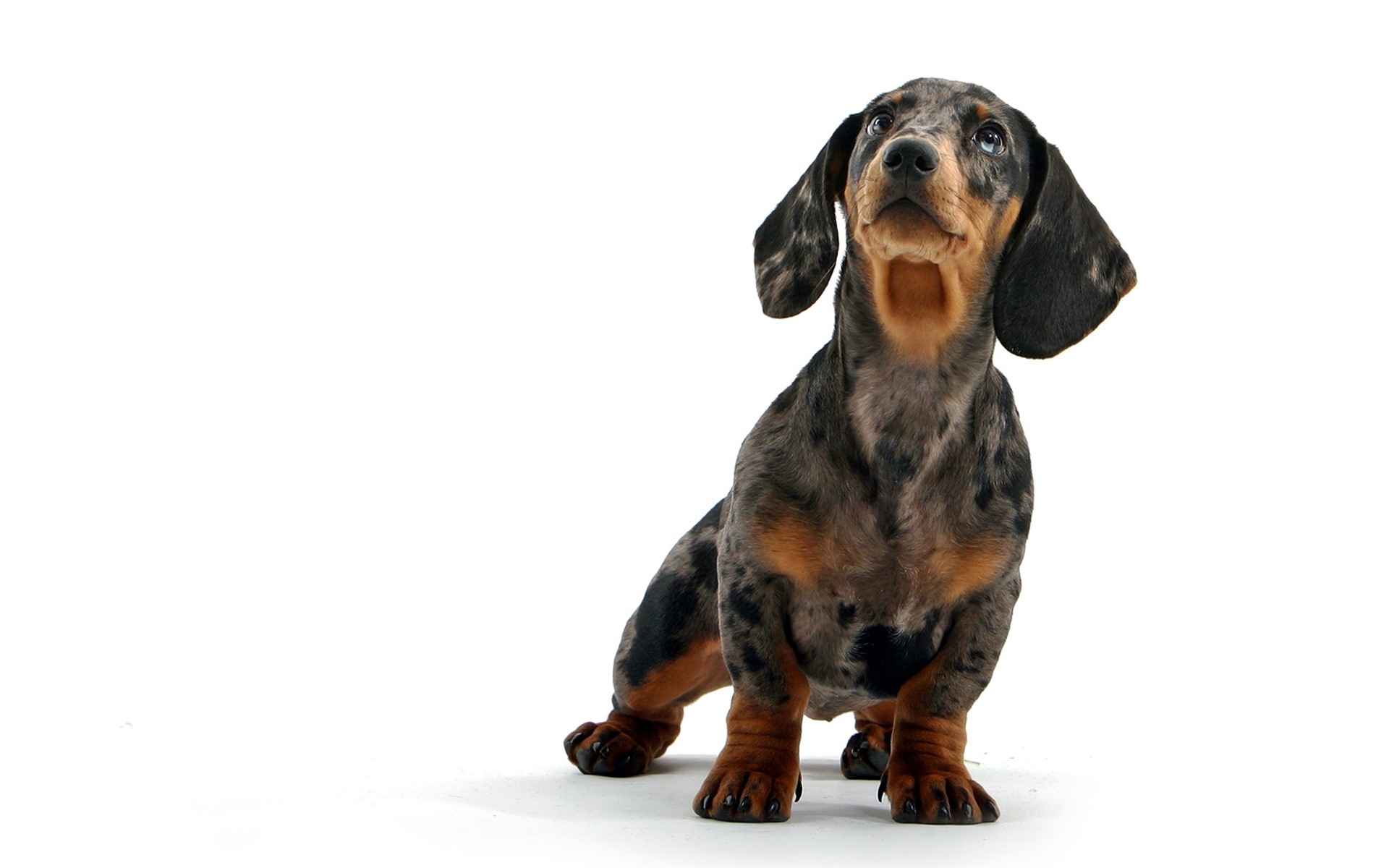 Dachshund dog looking up HD Wallpaper