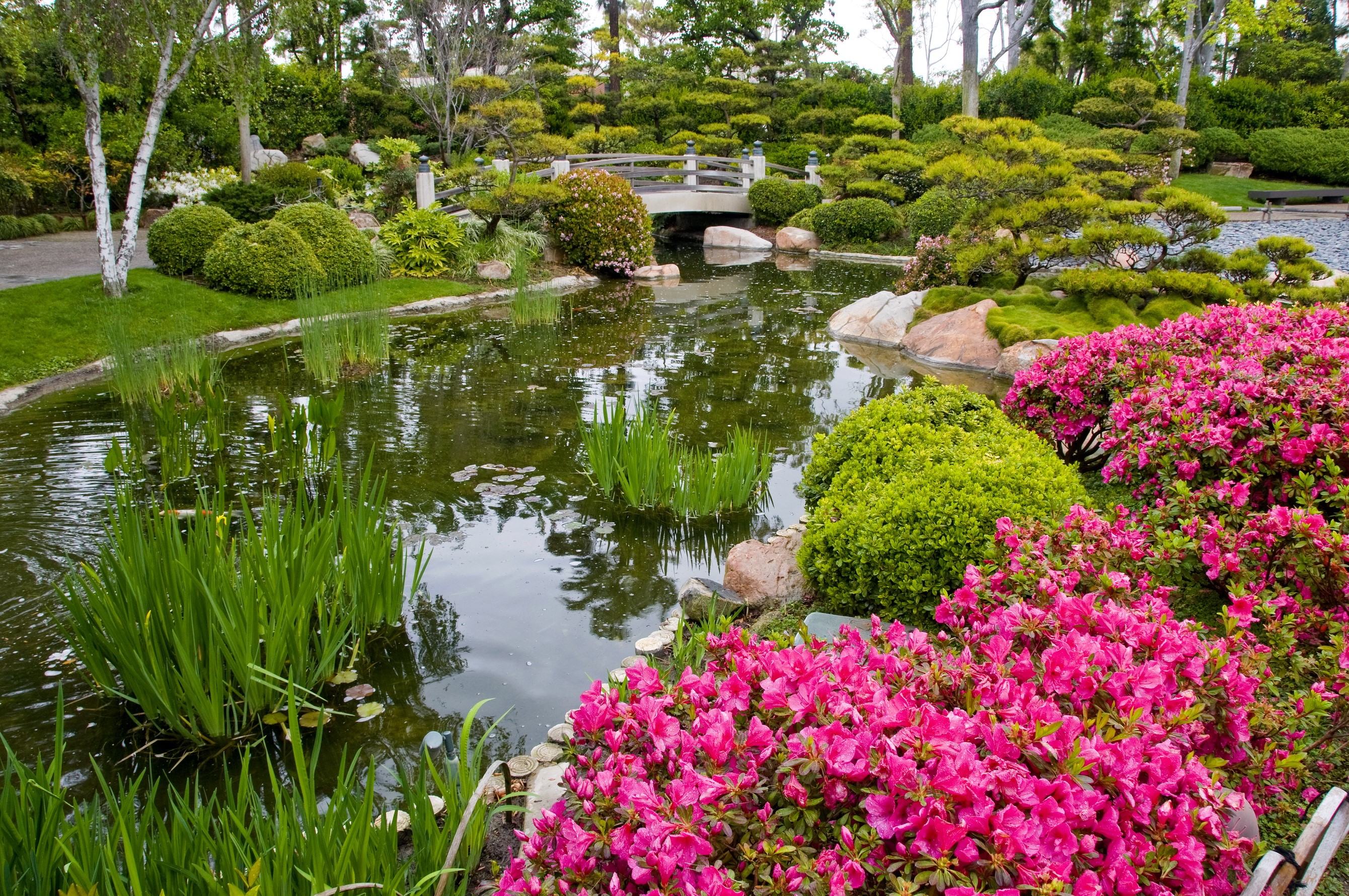 Japanese garden with a pond and bridge HD Wallpaper