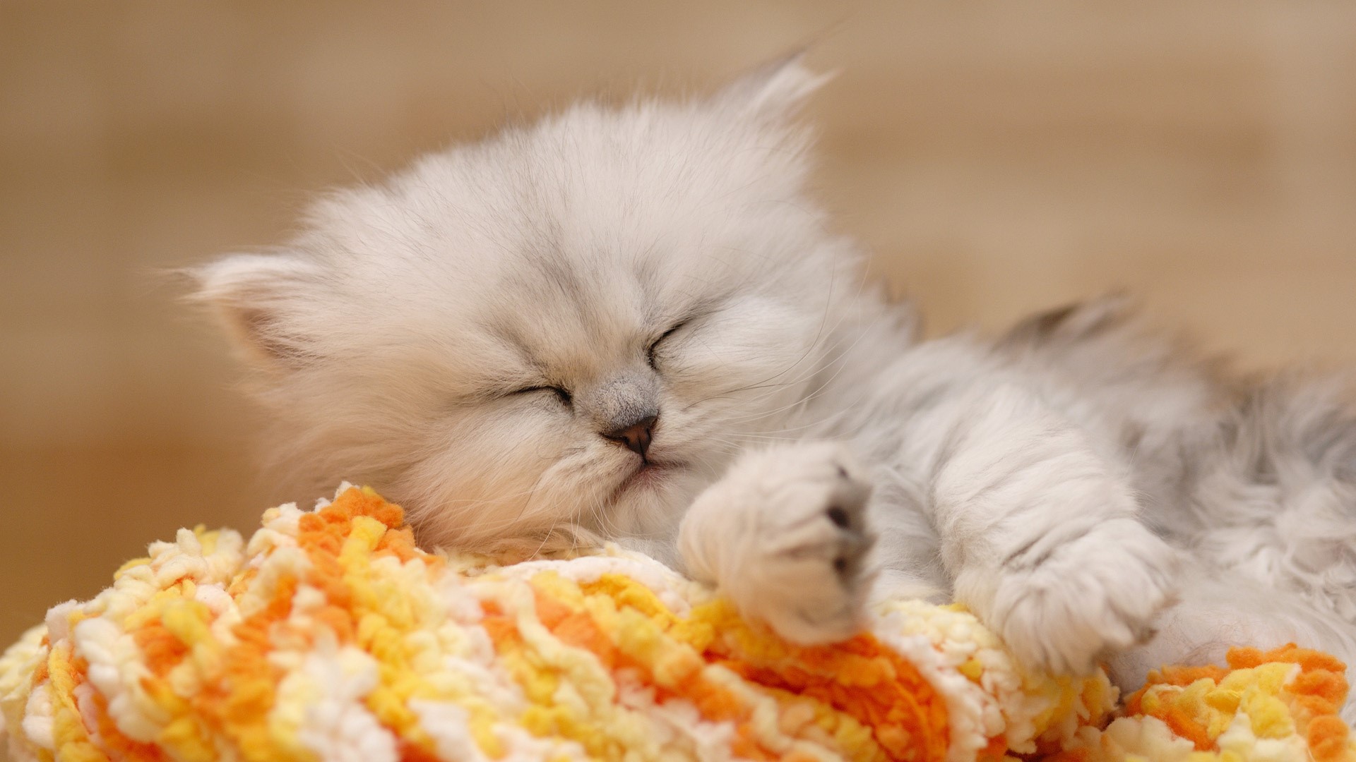 Fluffy white kitten sleeping on a colorful blanket HD Wallpaper