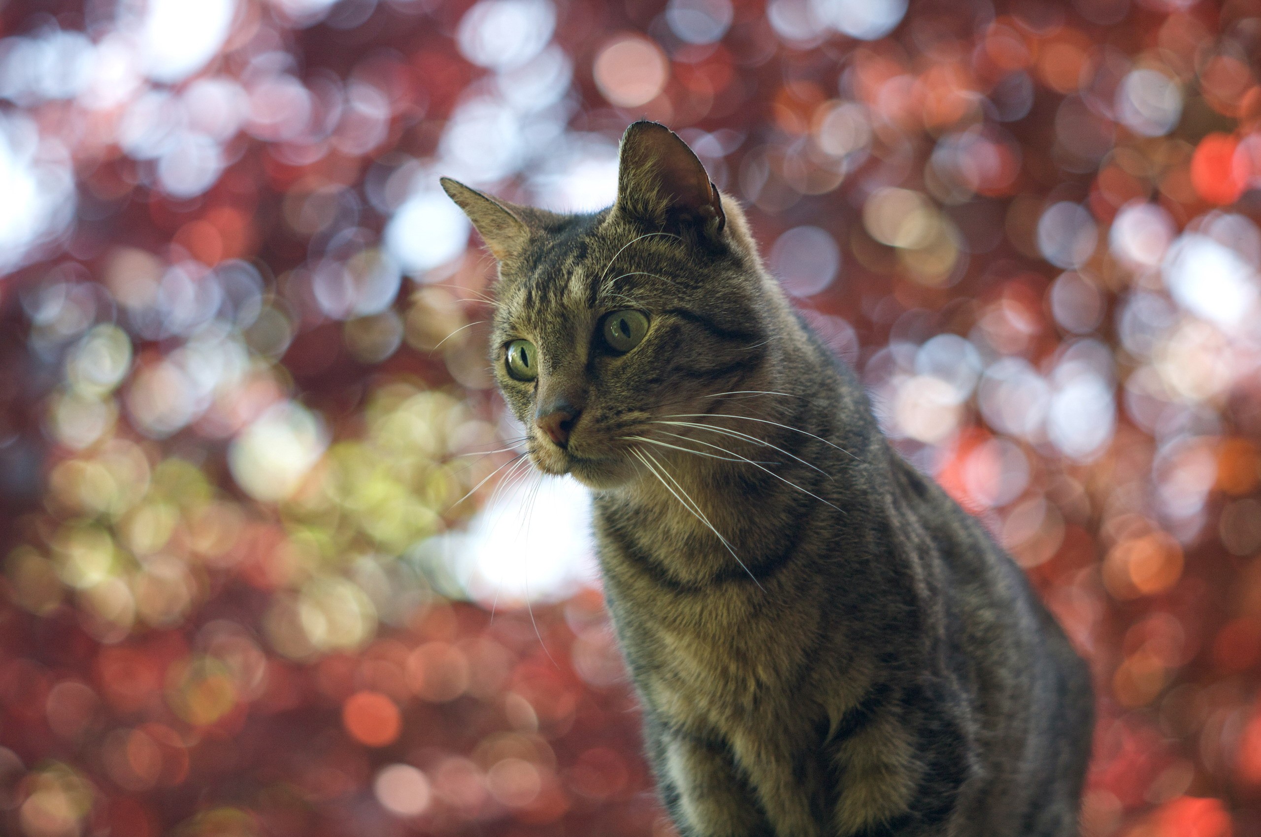 A tabby cat with green eyes looks to the side HD Wallpaper