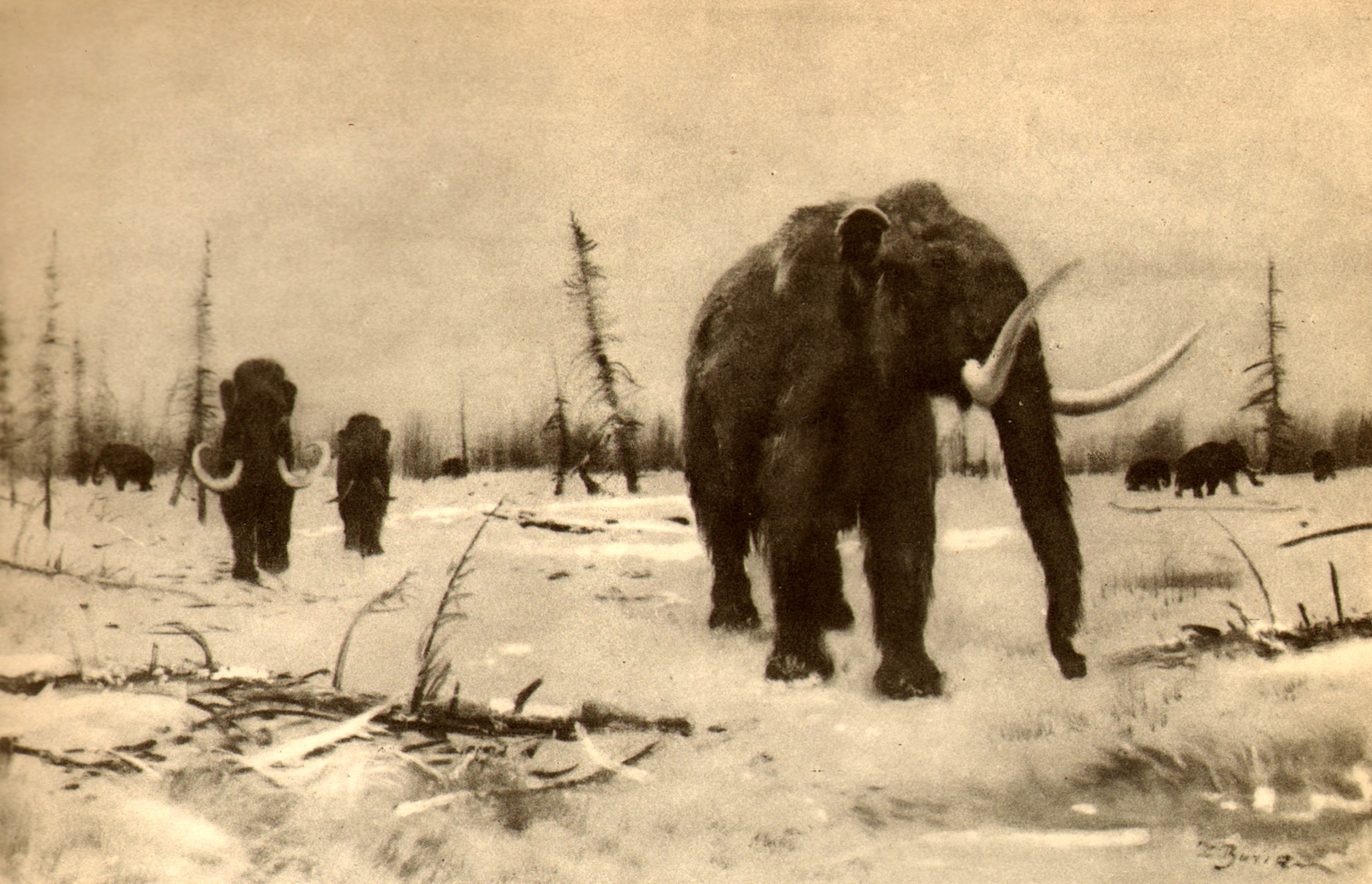 Mammoth of Berezovka in a snowy landscape HD Wallpaper