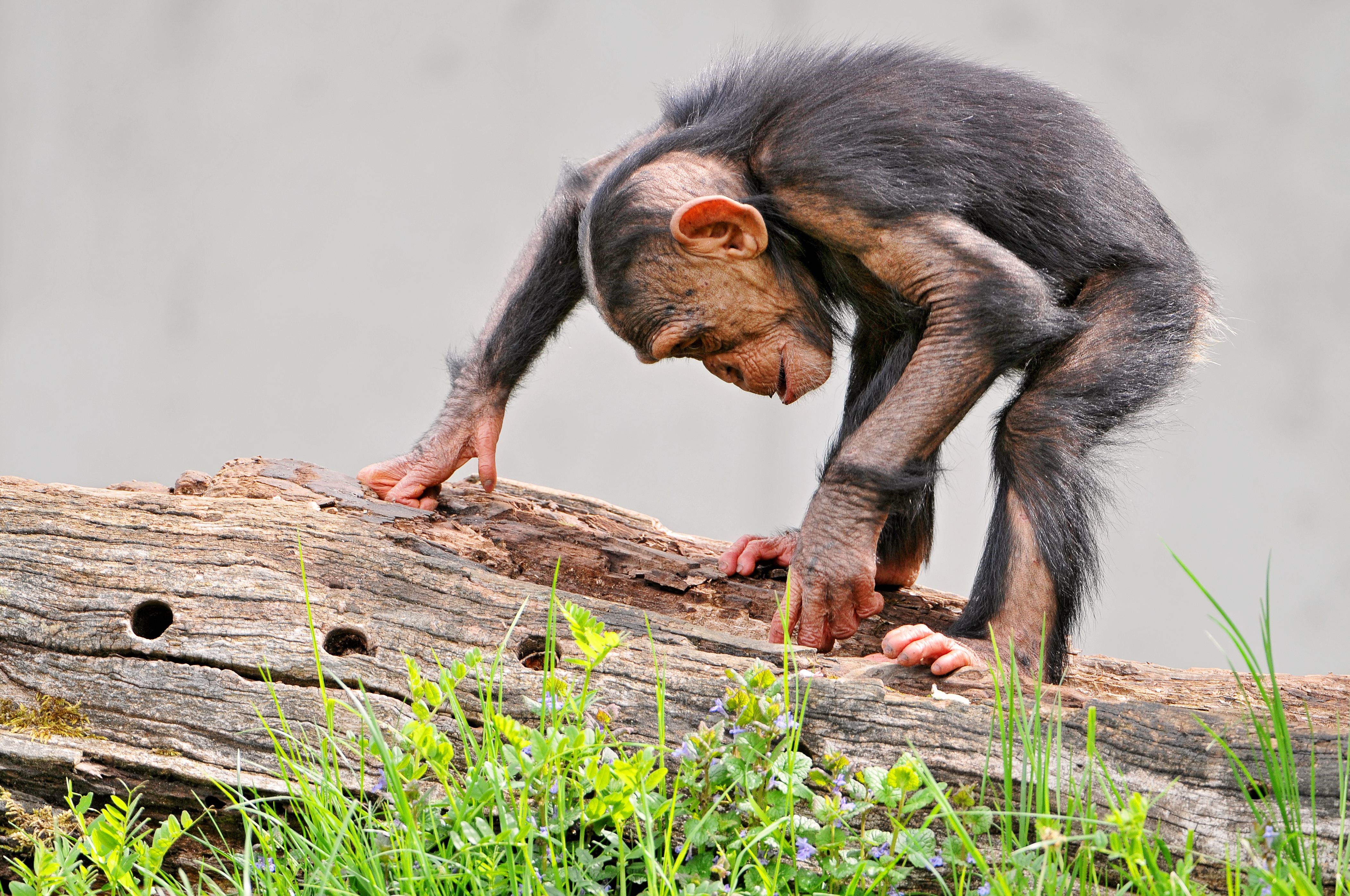 Young chimpanzee on a log HD Wallpaper