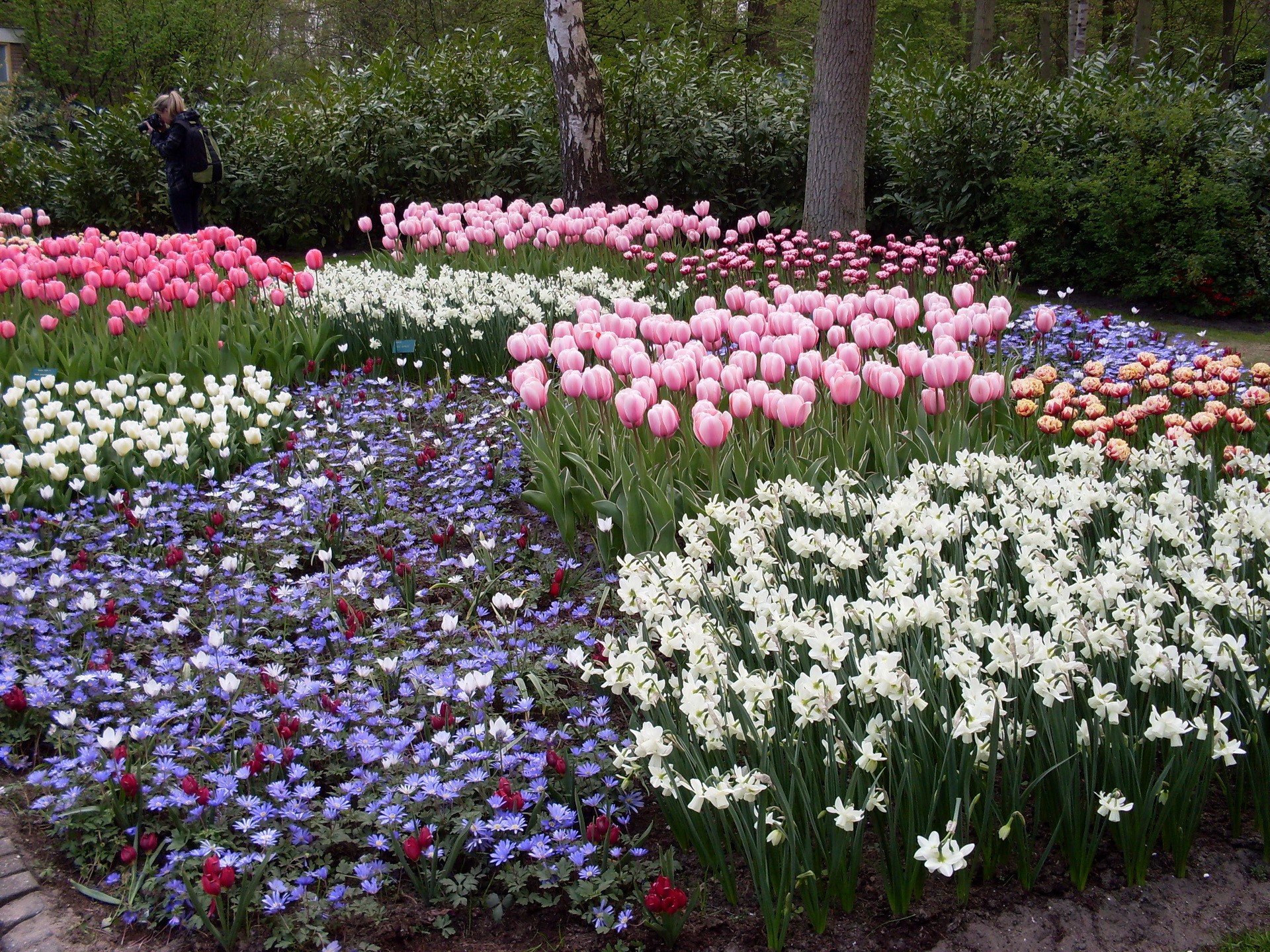 A colorful flower garden with tulips and daffodils HD Wallpaper