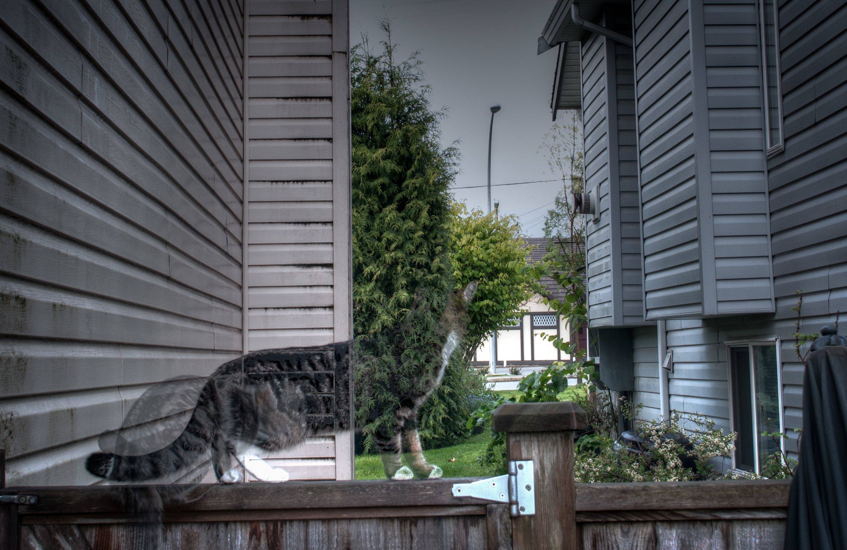 Cat on a fence with houses and trees HD Wallpaper