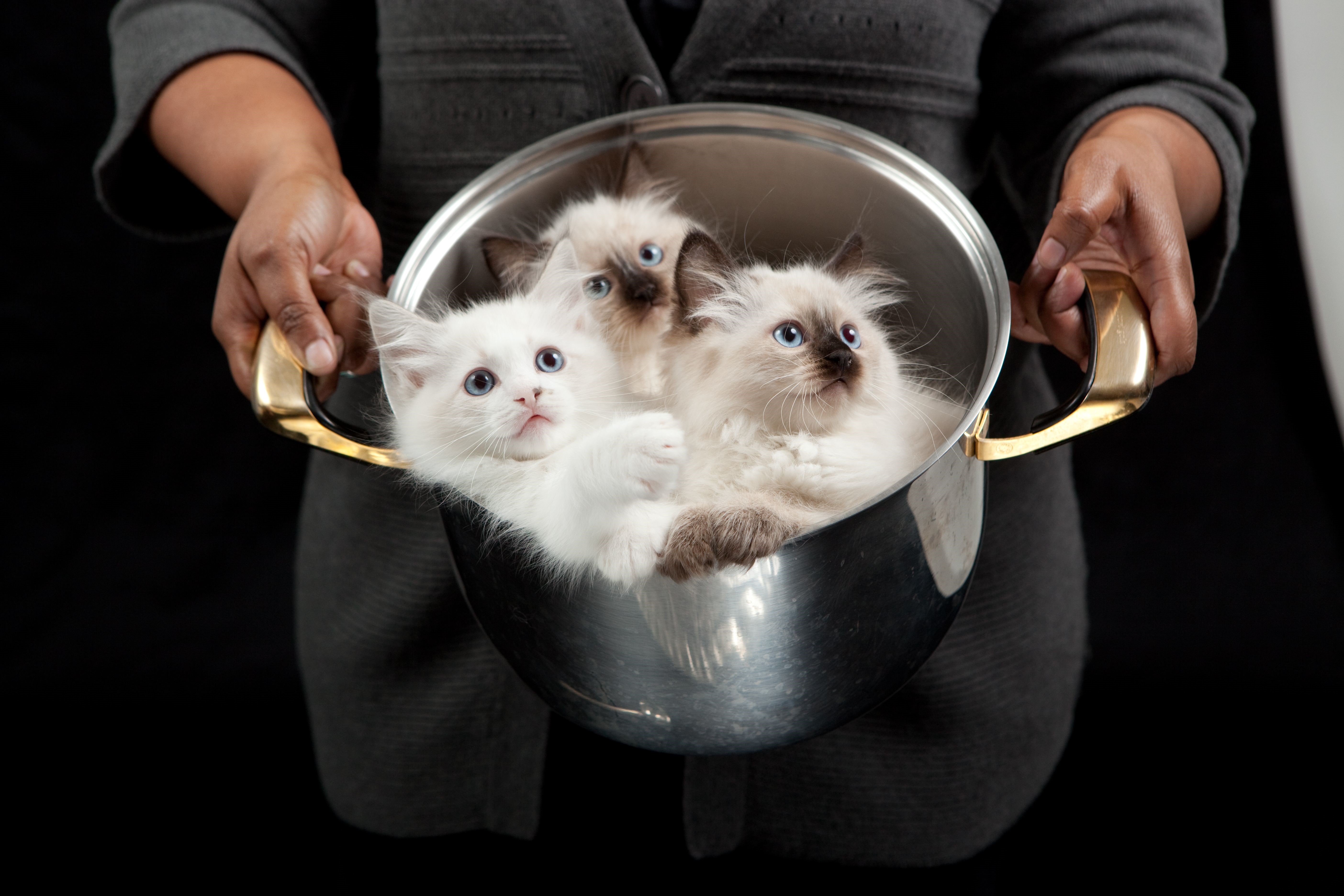 Three Ragdoll Kittens in a Pot HD Wallpaper