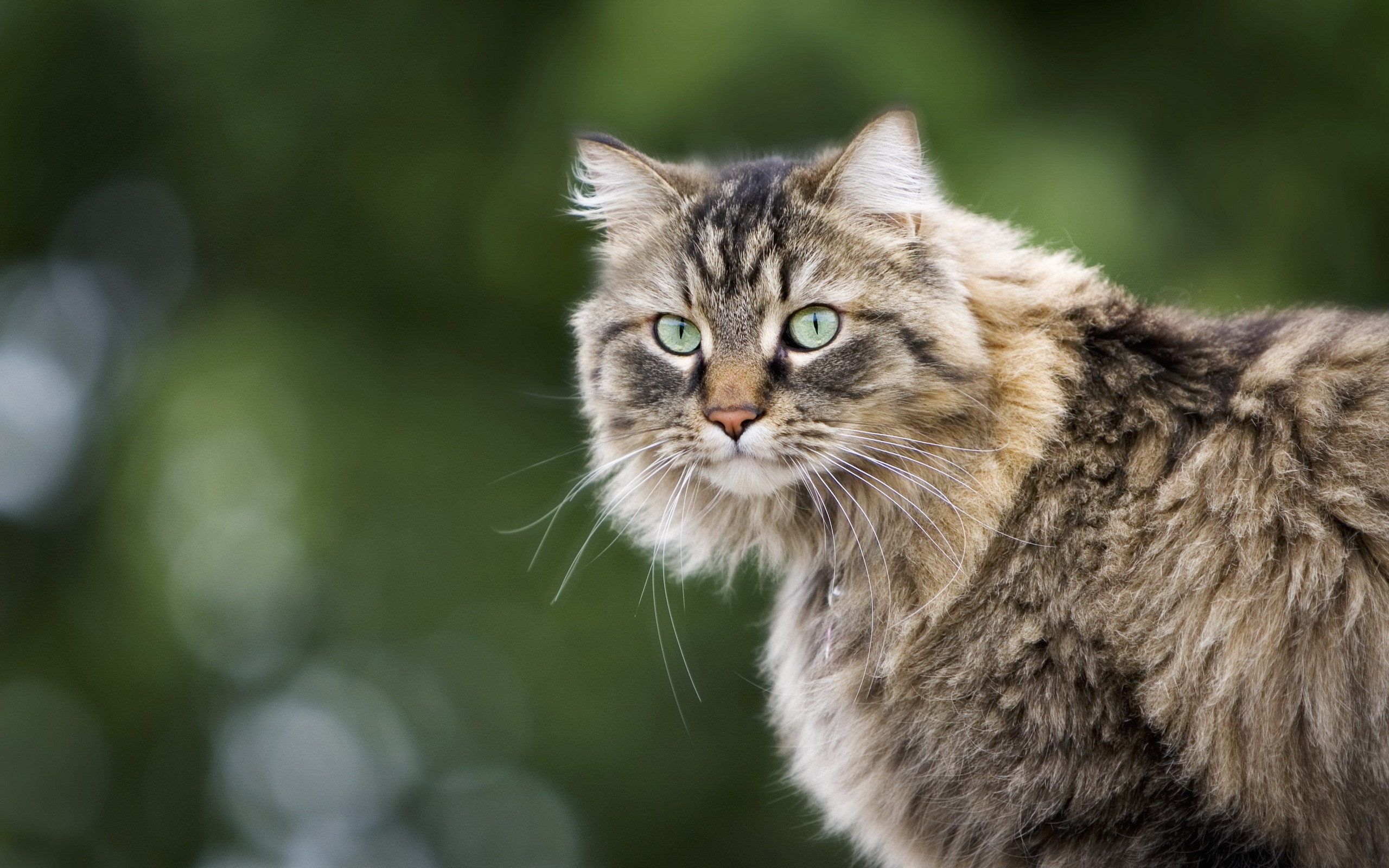 A fluffy tabby cat with green eyes HD Wallpaper