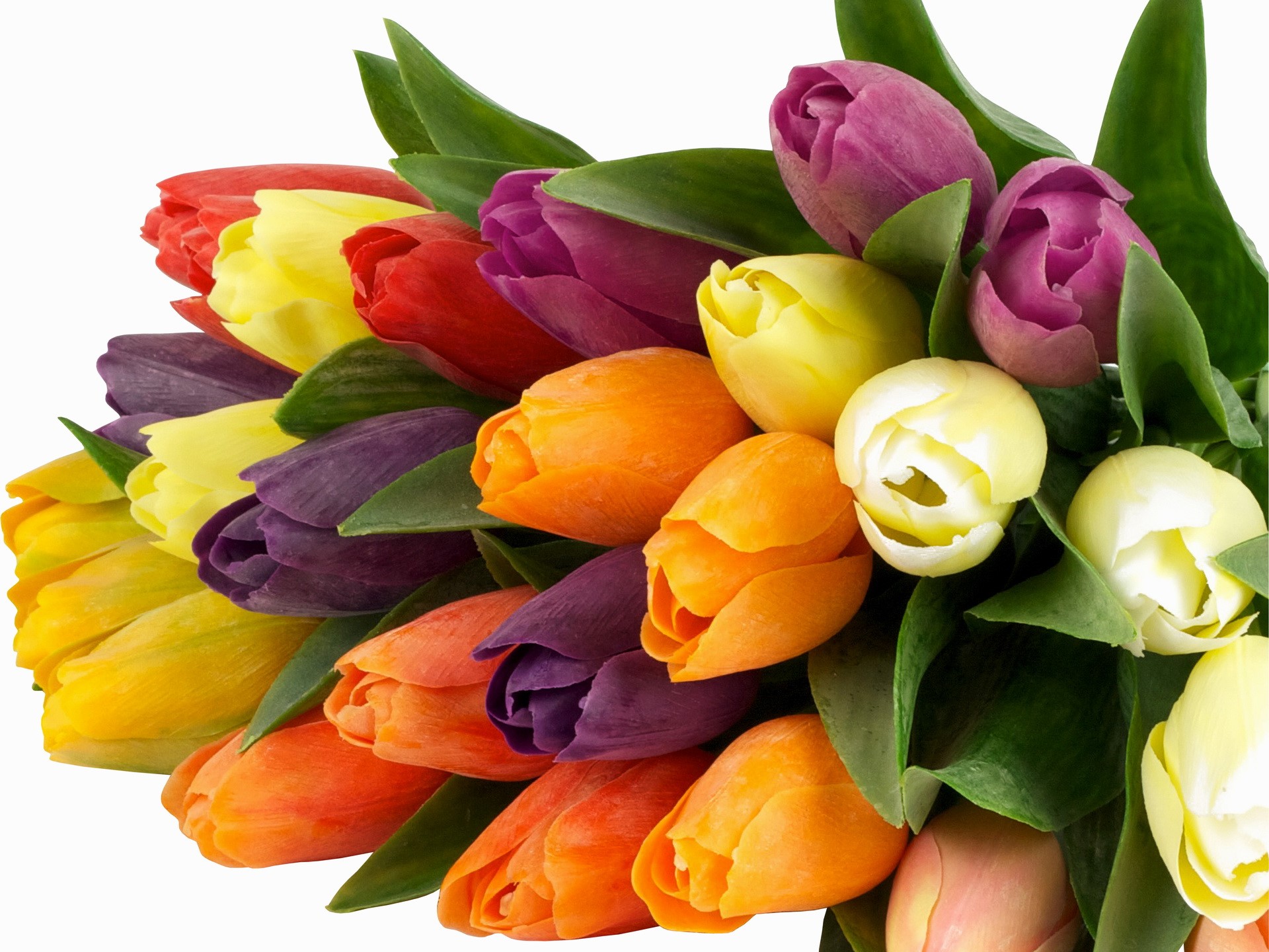 A bouquet of colorful tulips HD Wallpaper