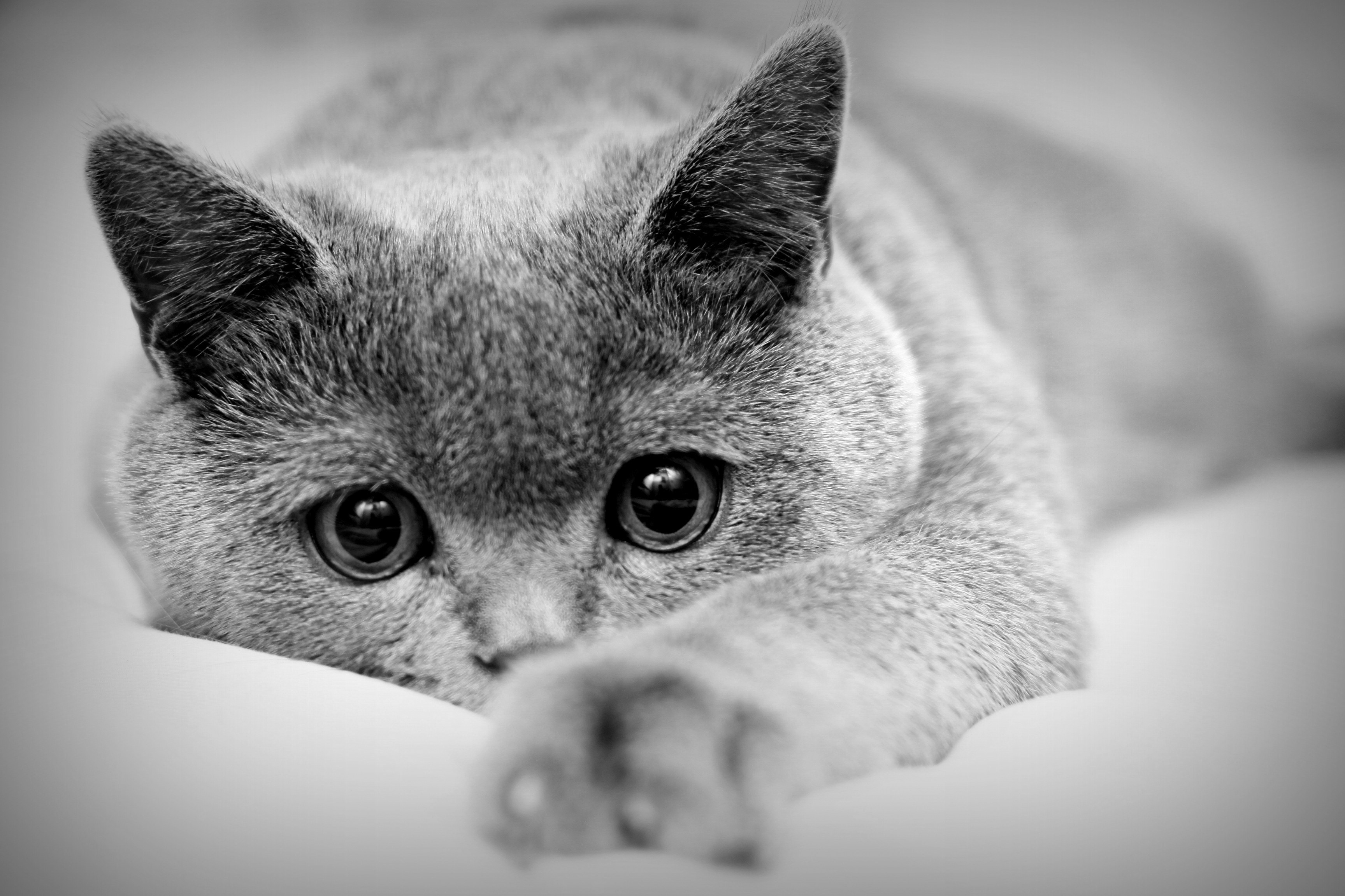 Close-up of a British Shorthair cat HD Wallpaper