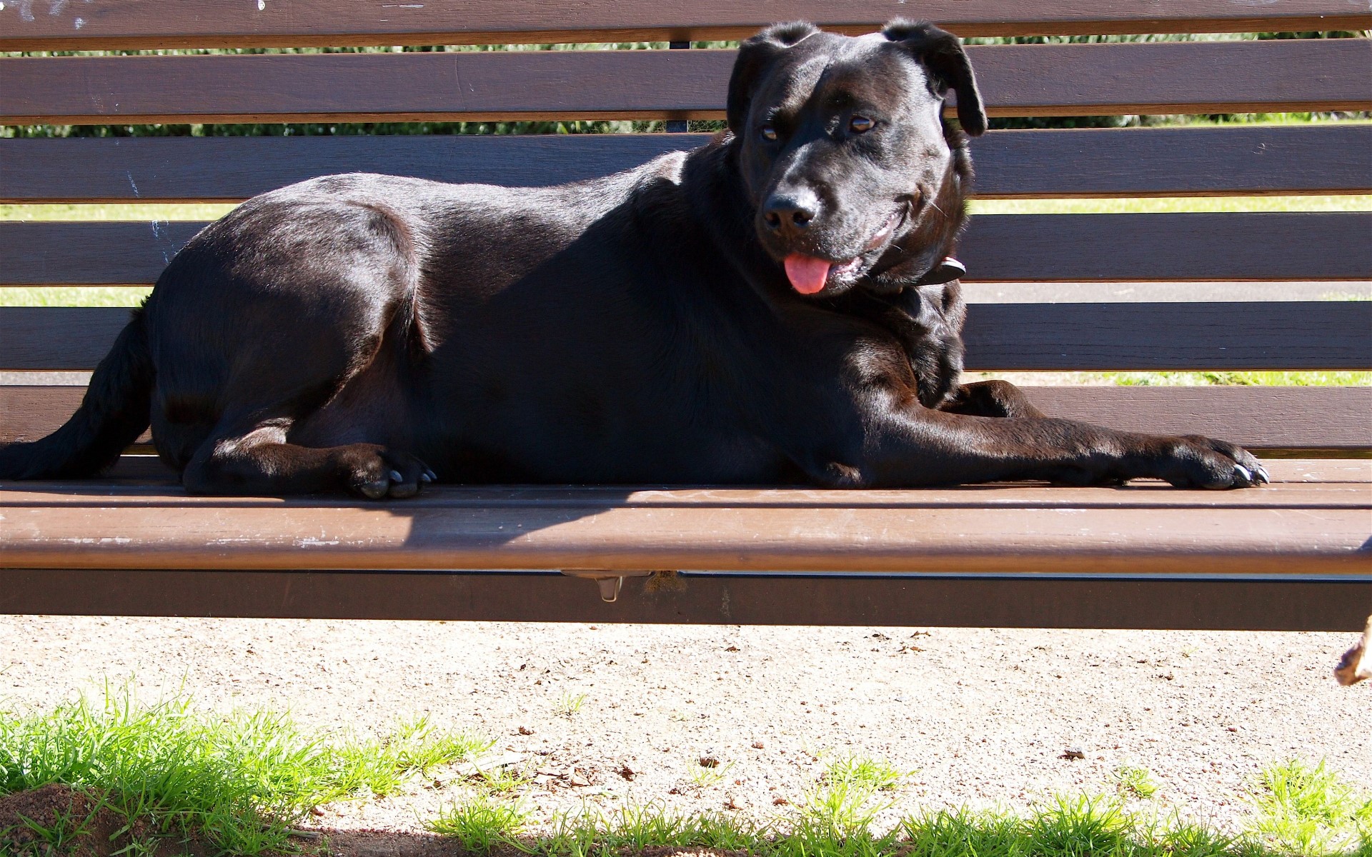 Black dog lying on a park bench HD Wallpaper