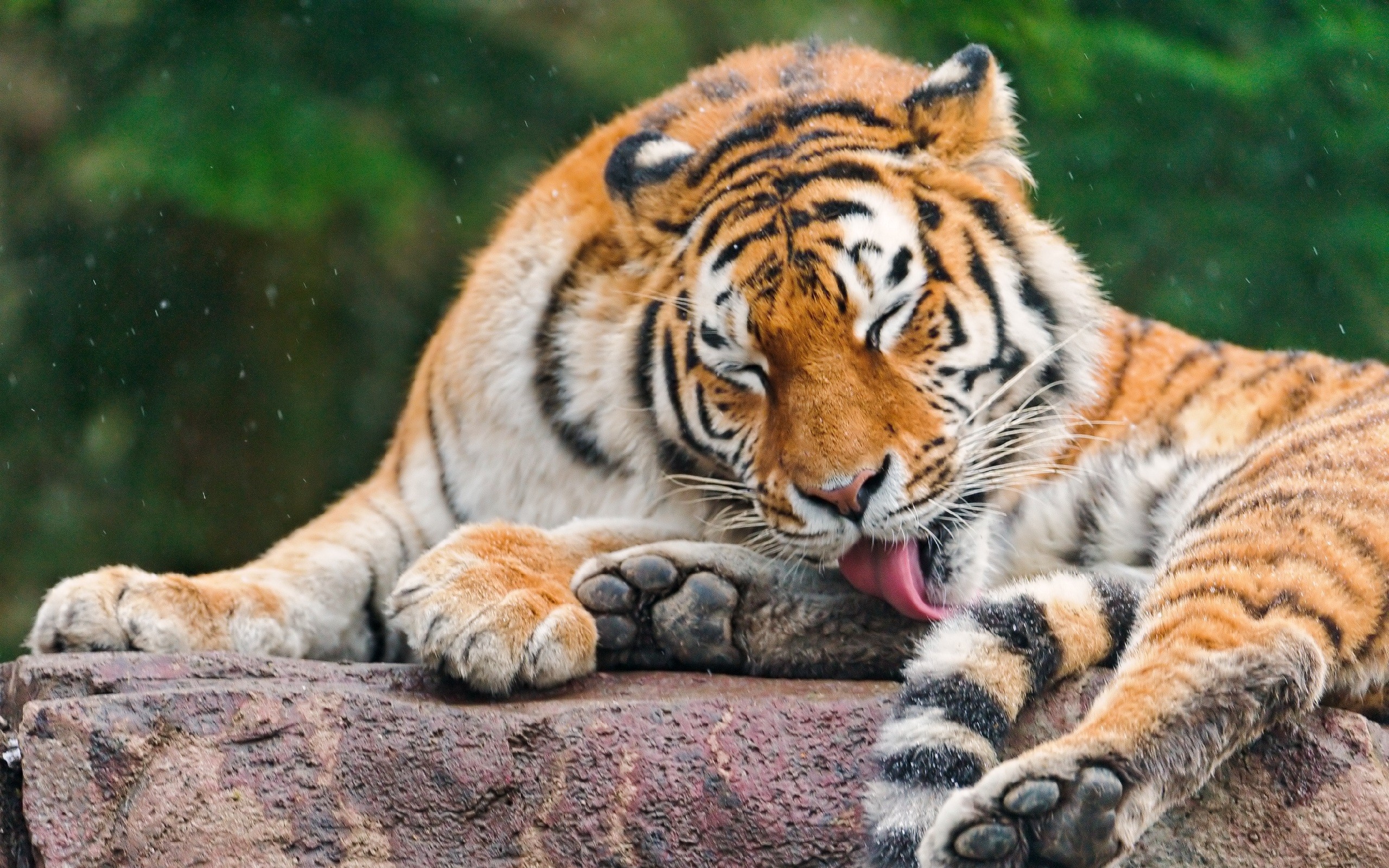 Tiger grooming itself on a rock HD Wallpaper